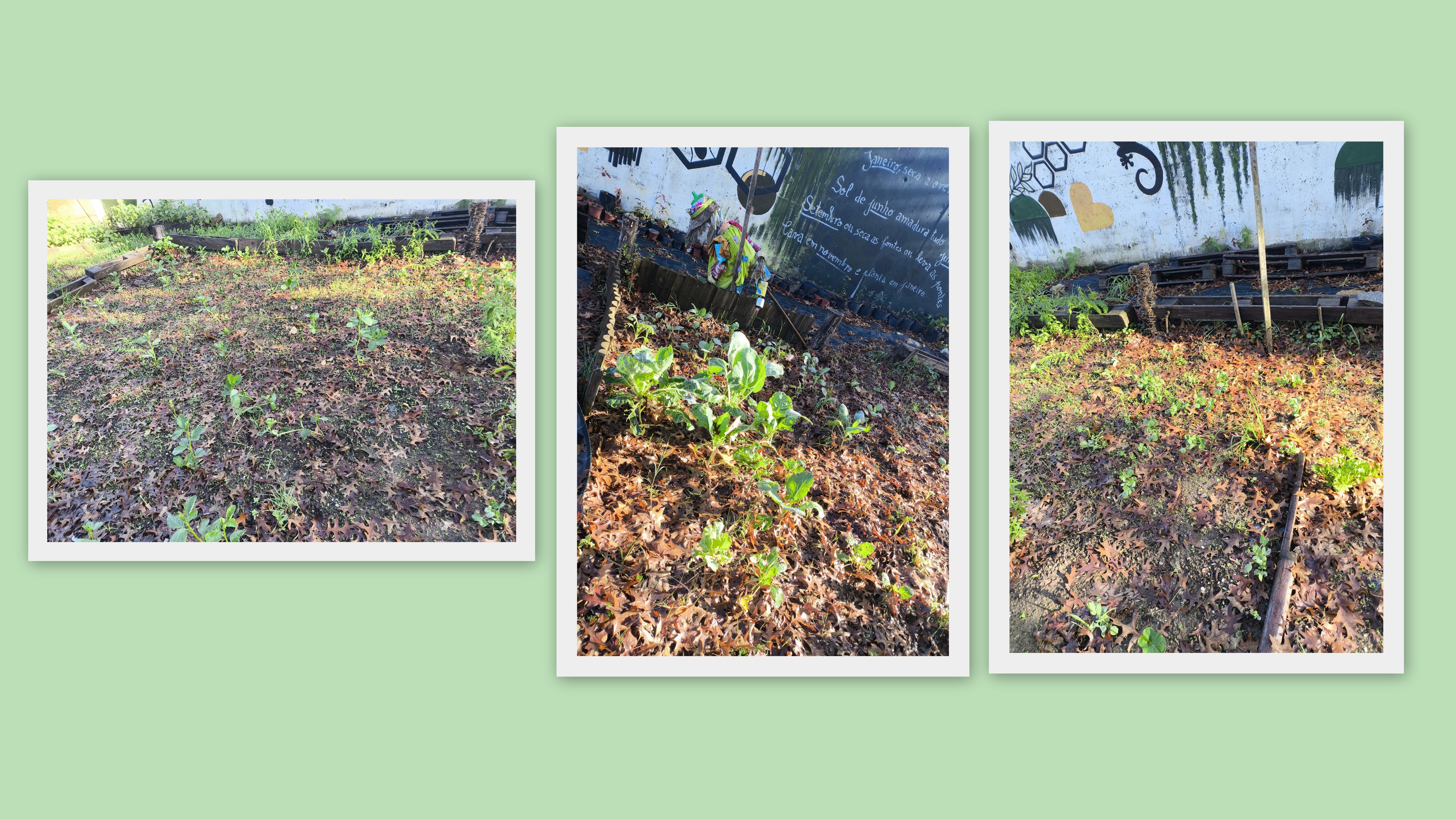 Escola Básica de Palmeira- Evolução das plantações e sementeiras realizadas em novembro