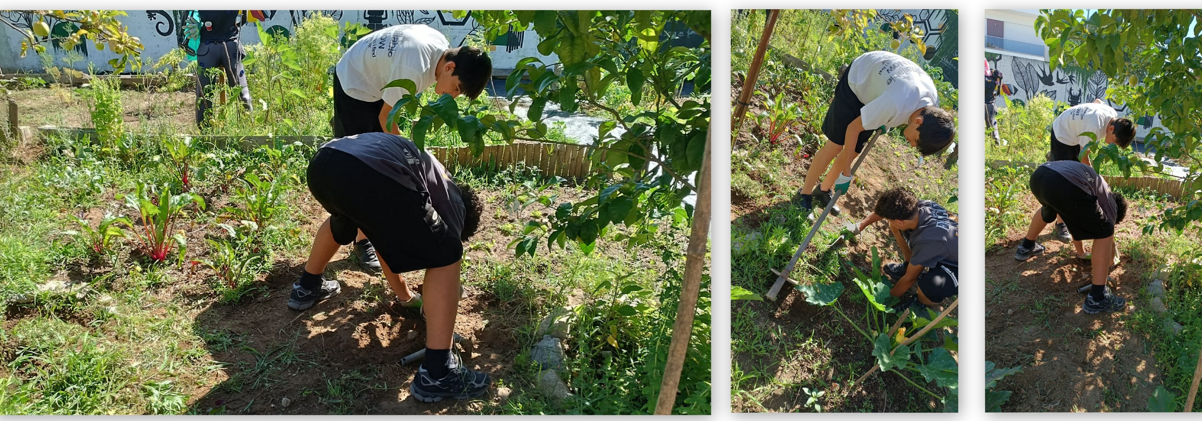 Escola Básica de Palmeira- Alunos de 3.º ciclo que se voluntariaram para colaborar na retirada de ervas daninhas