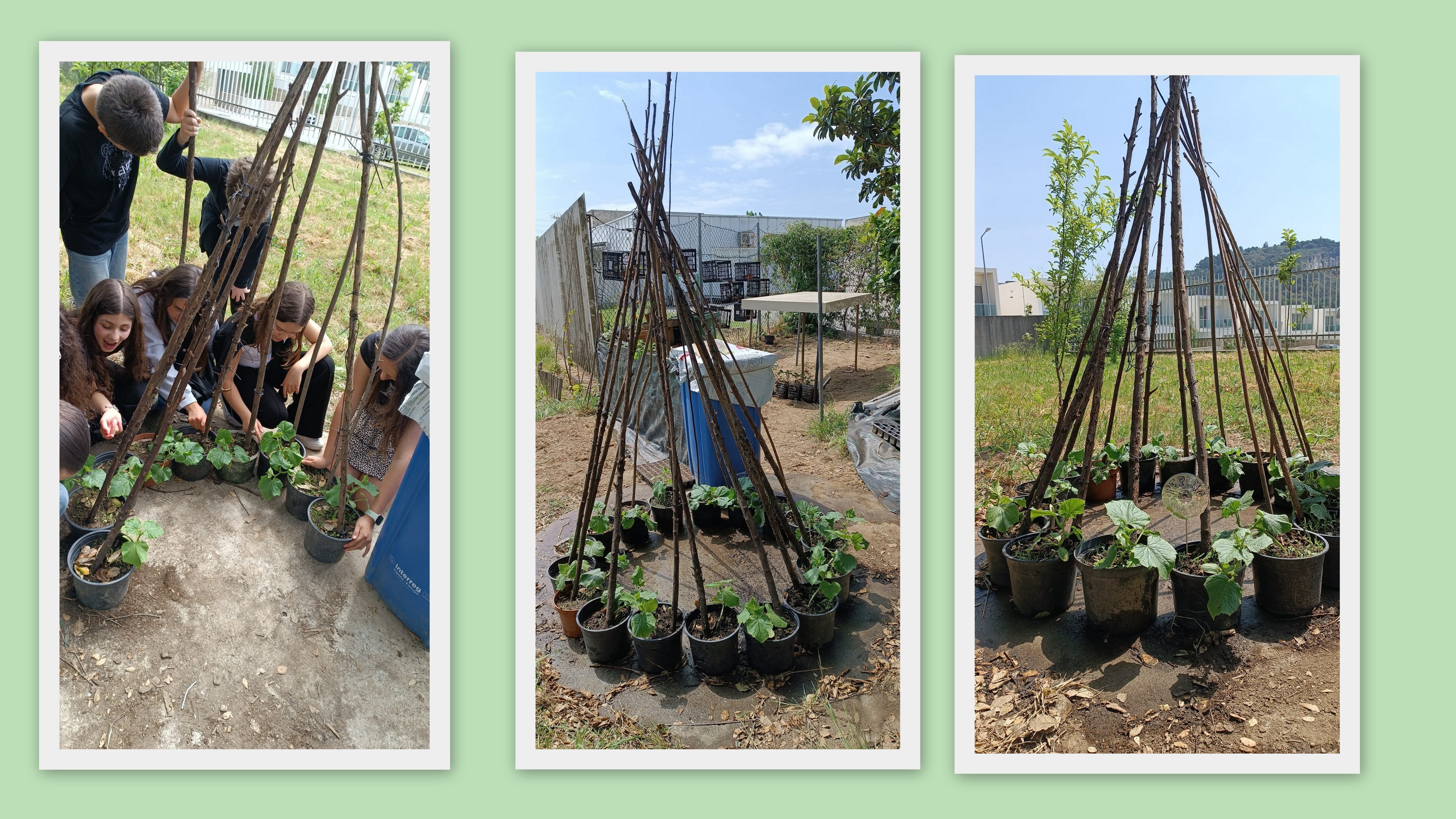 Escola Básica de Palmeira- Depois  da plantação de pepinos em vasos que já tínhamos disponíveis criou-se uma estrutura para os colocar.