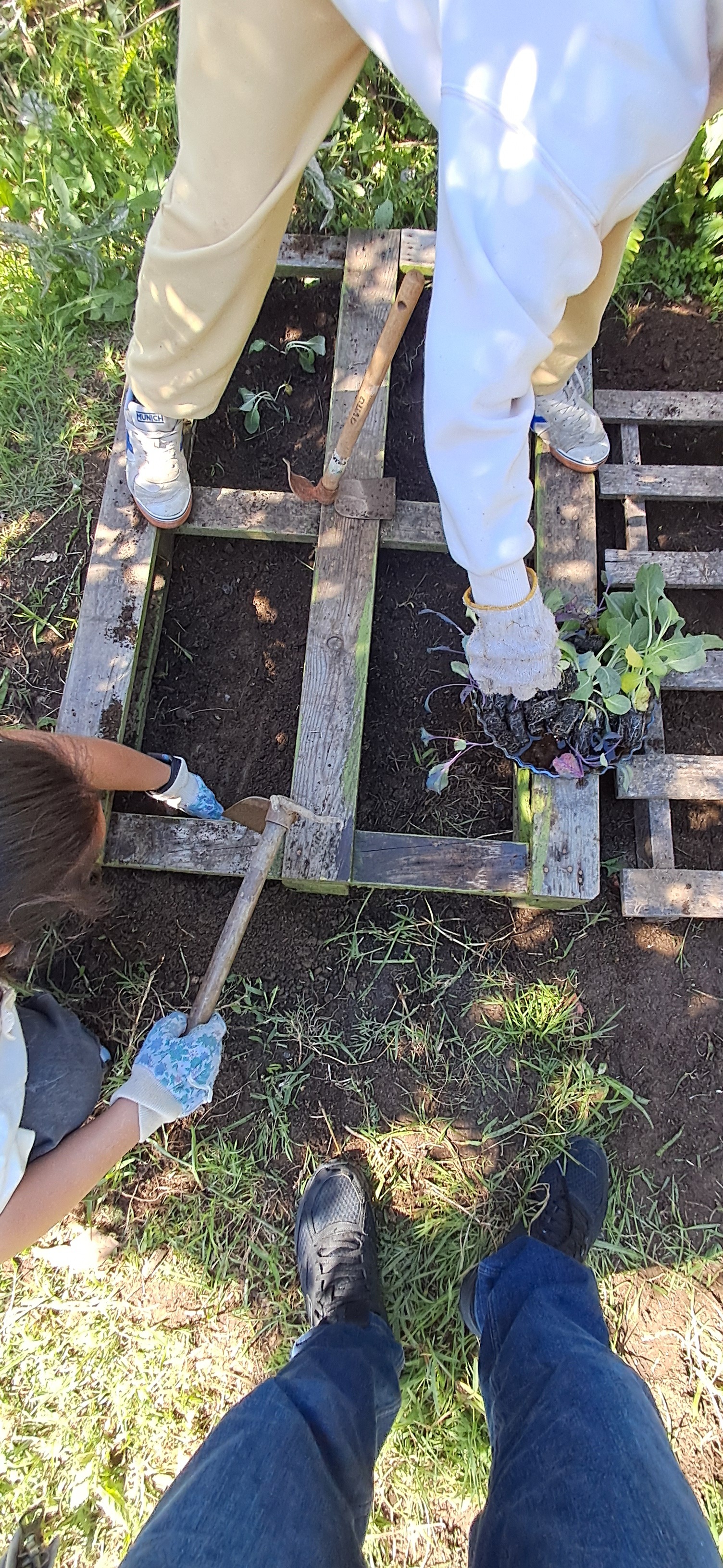 Plantação de plântulas de legumes