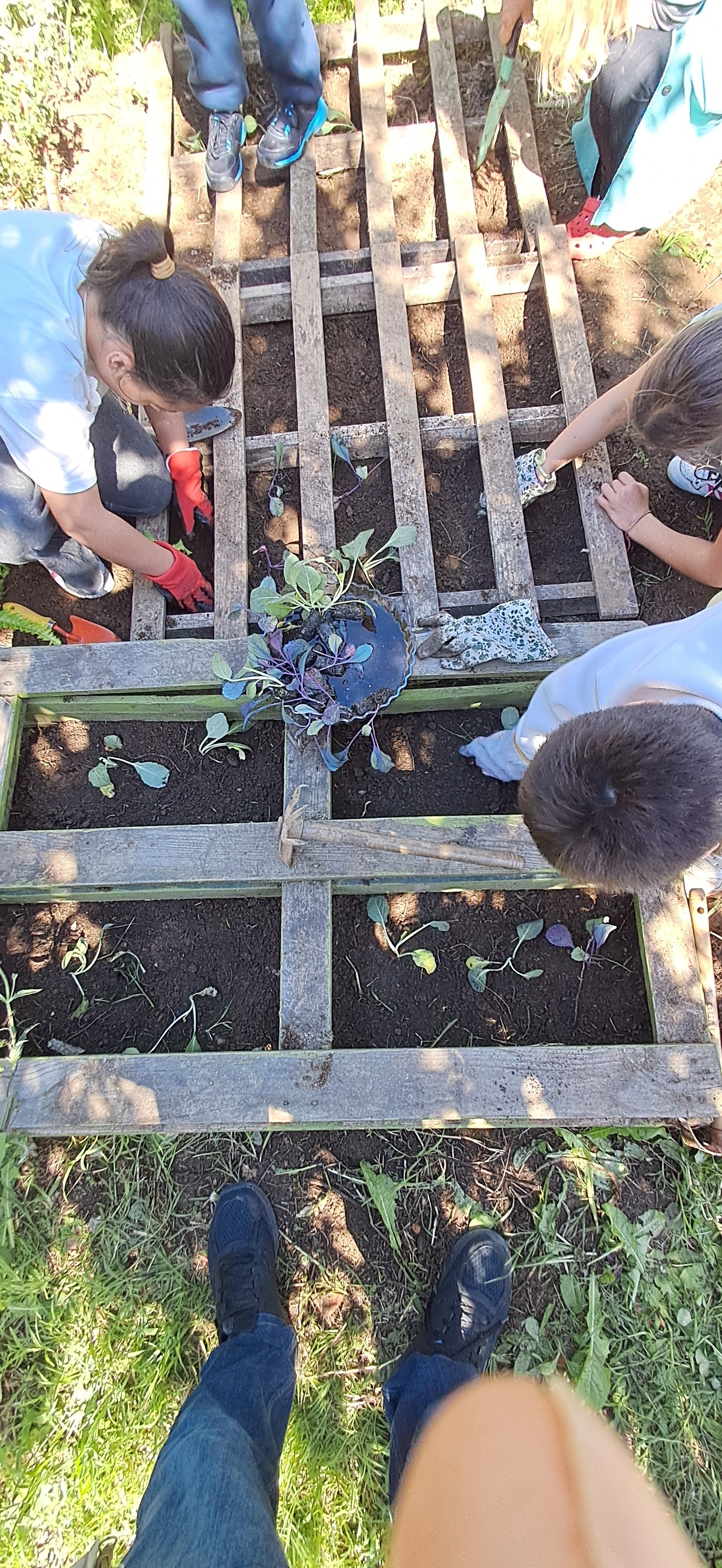 Plantação de plântulas de legumes