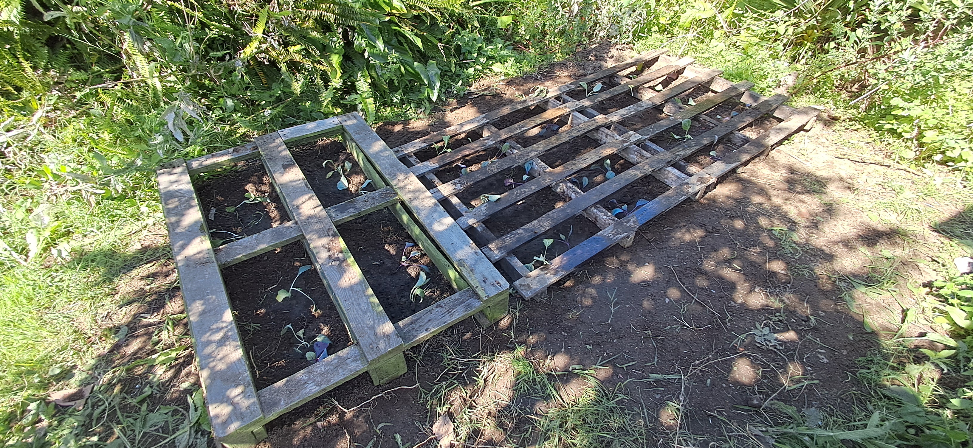 Preparação do lugar para plantação