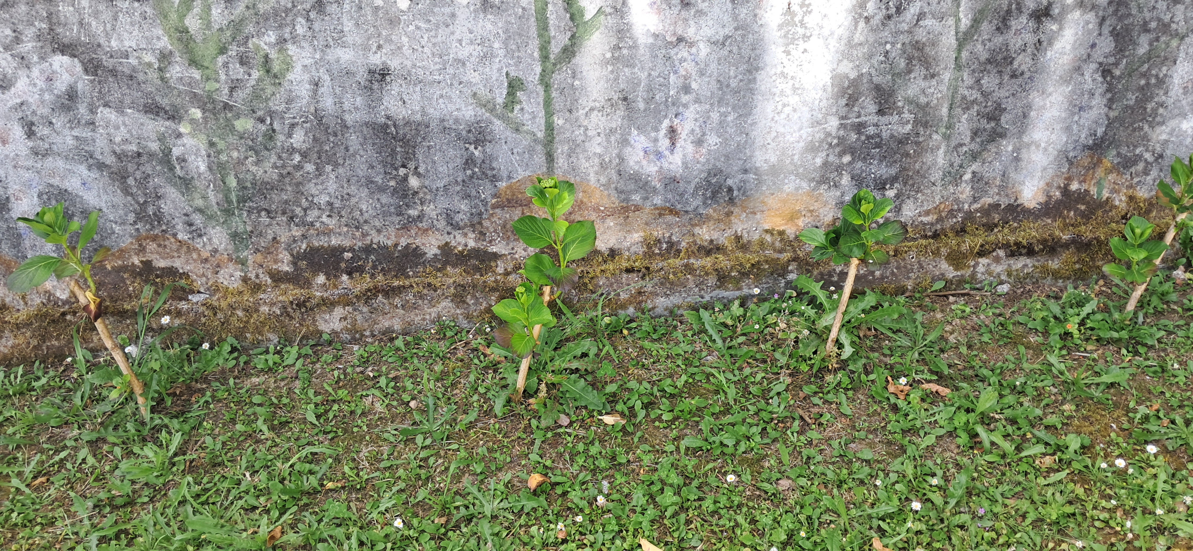 Hortênsias no jardim de estacas plantadas no 1º período