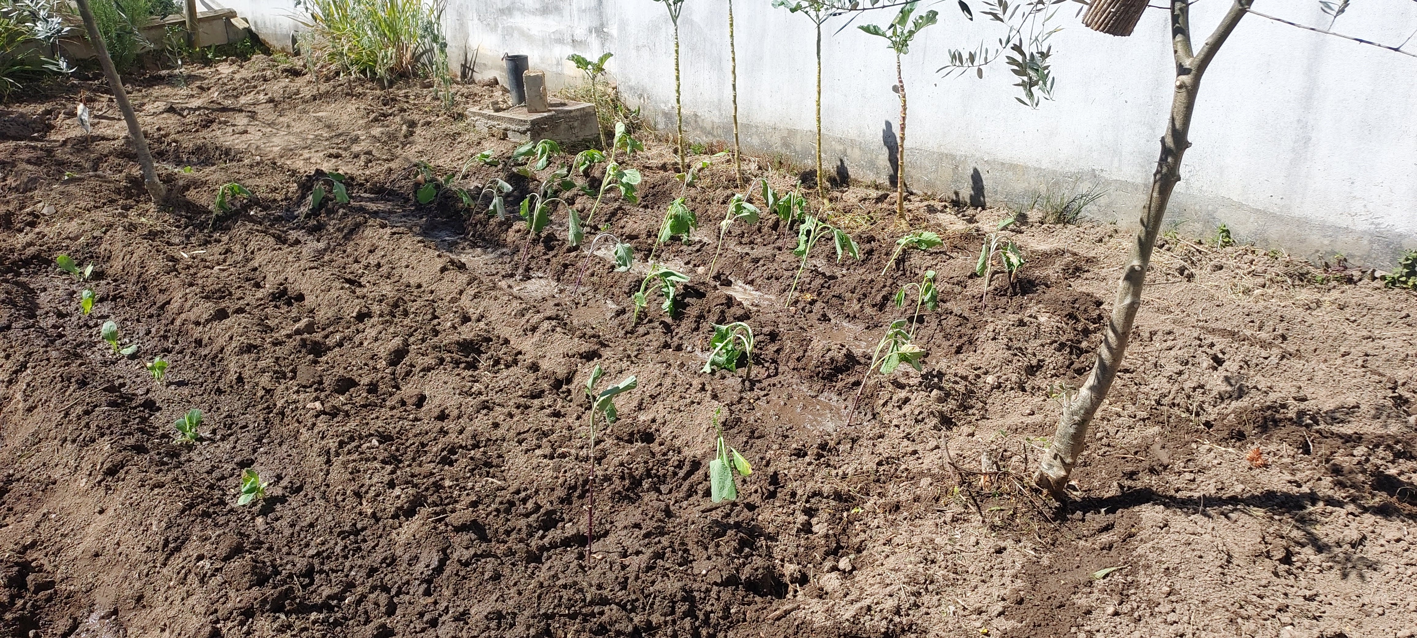 Plantação de couve galega, lombardo, coração e batata.
