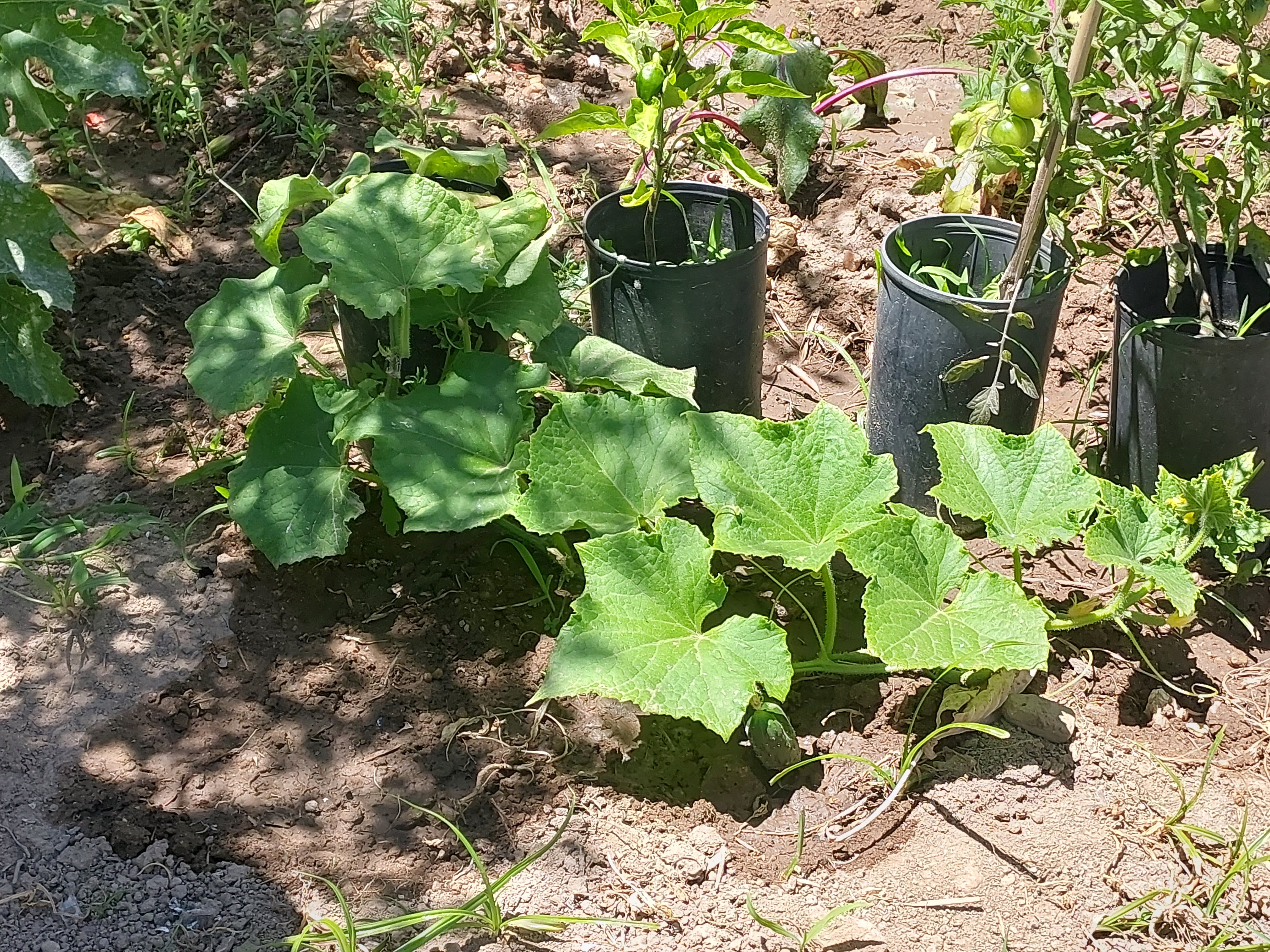 Tomate, pepino e curgete em desenvolvimento.