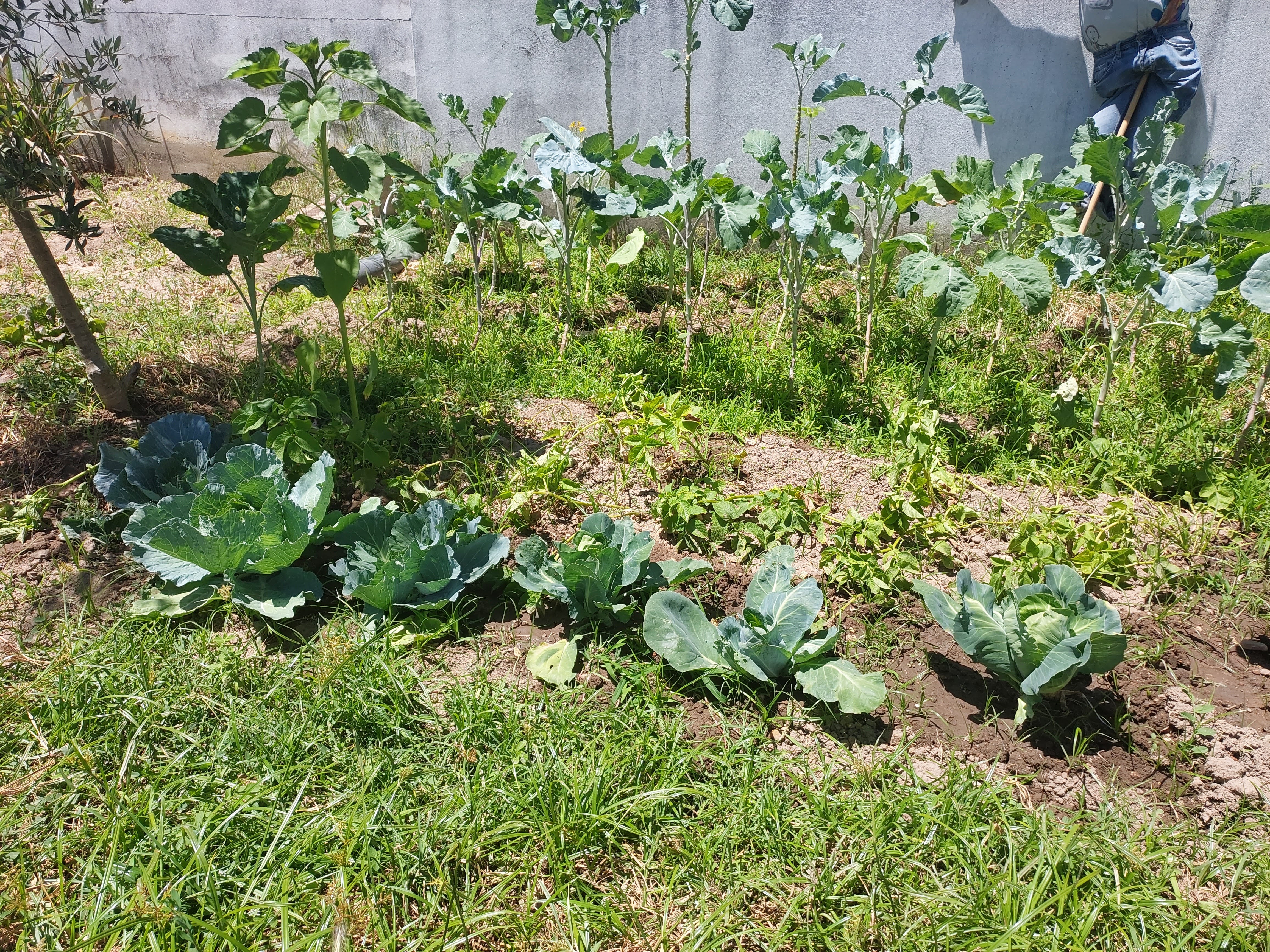 Repolho e batatas muito bonitas.
