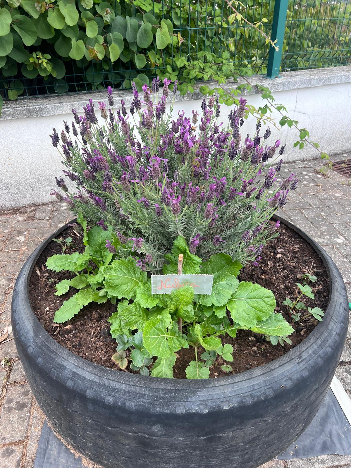 Crescimento das plantas da horta: nabiças e alfazema.