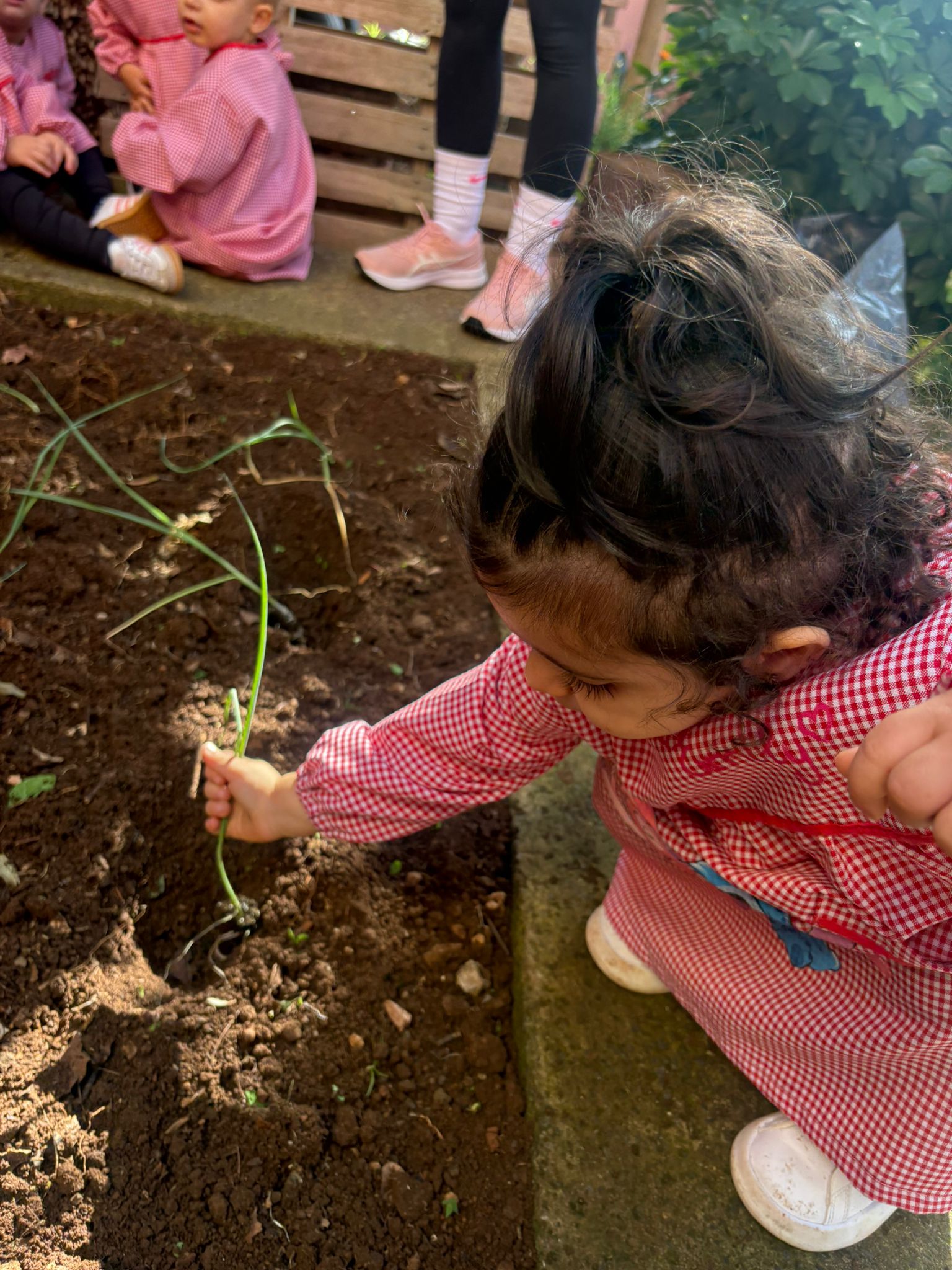 Criança a plantar alho francès.