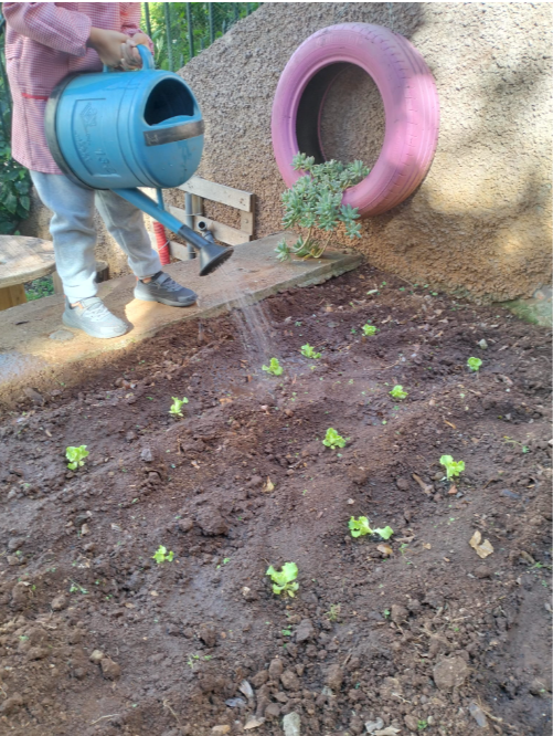 Plantação de alfaces.