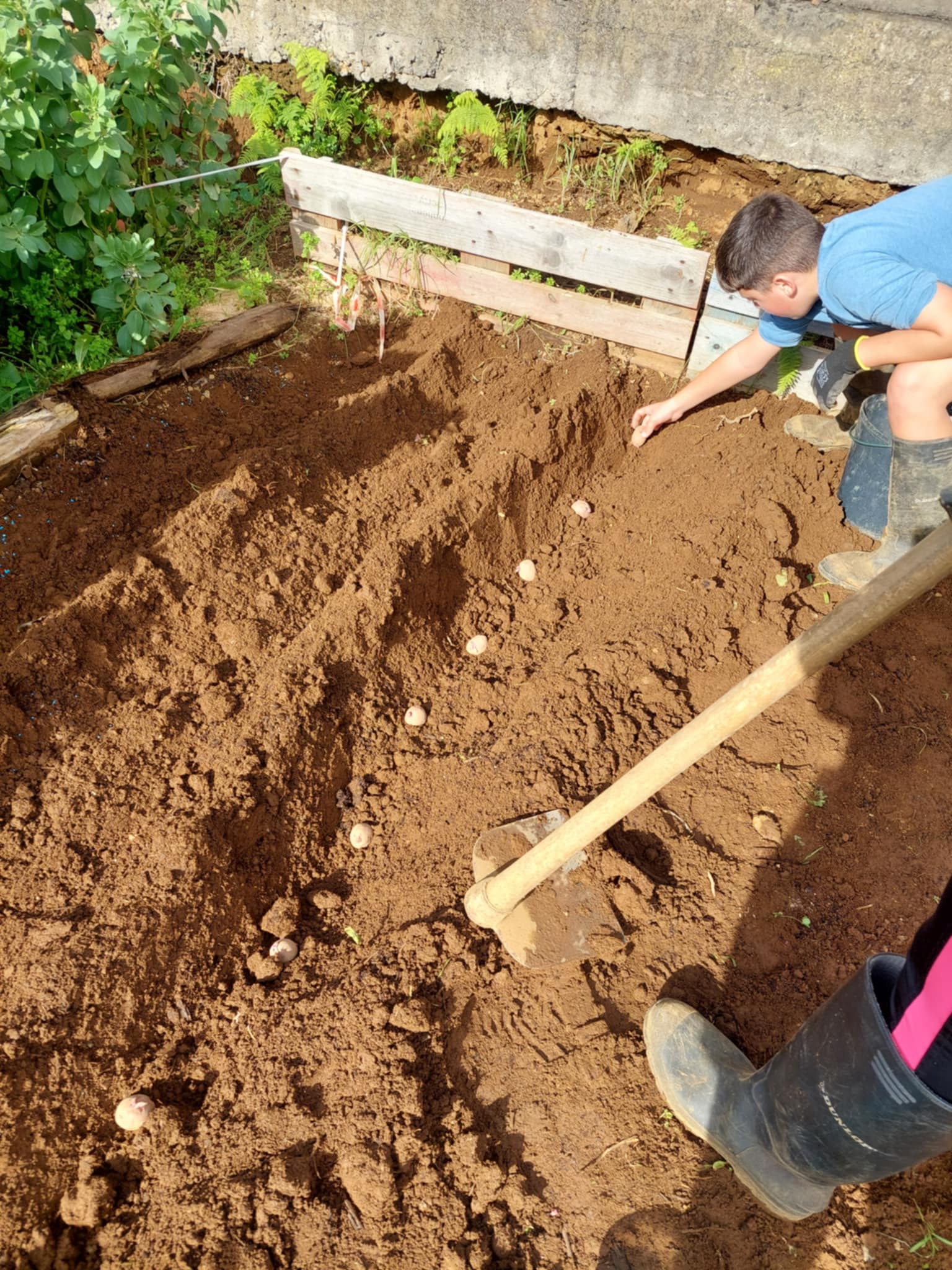 Plantio de batatas para posterior consumo nos cursos de cozinha.