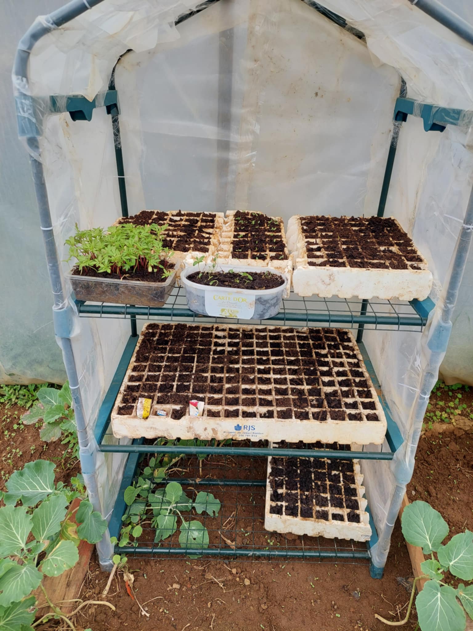 Plantios em mini estufa