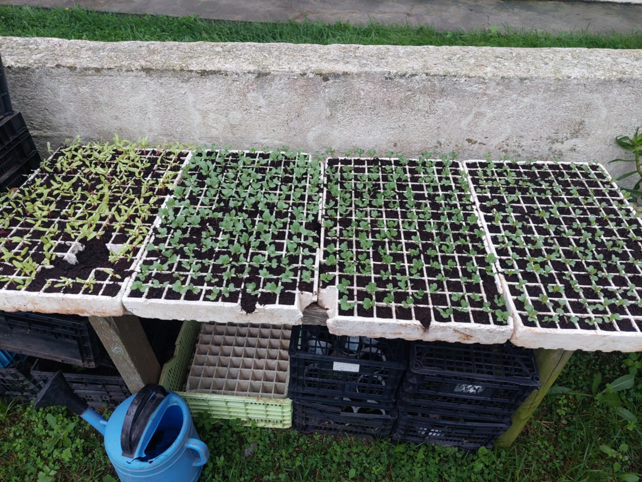 Plantios em tabuleiro