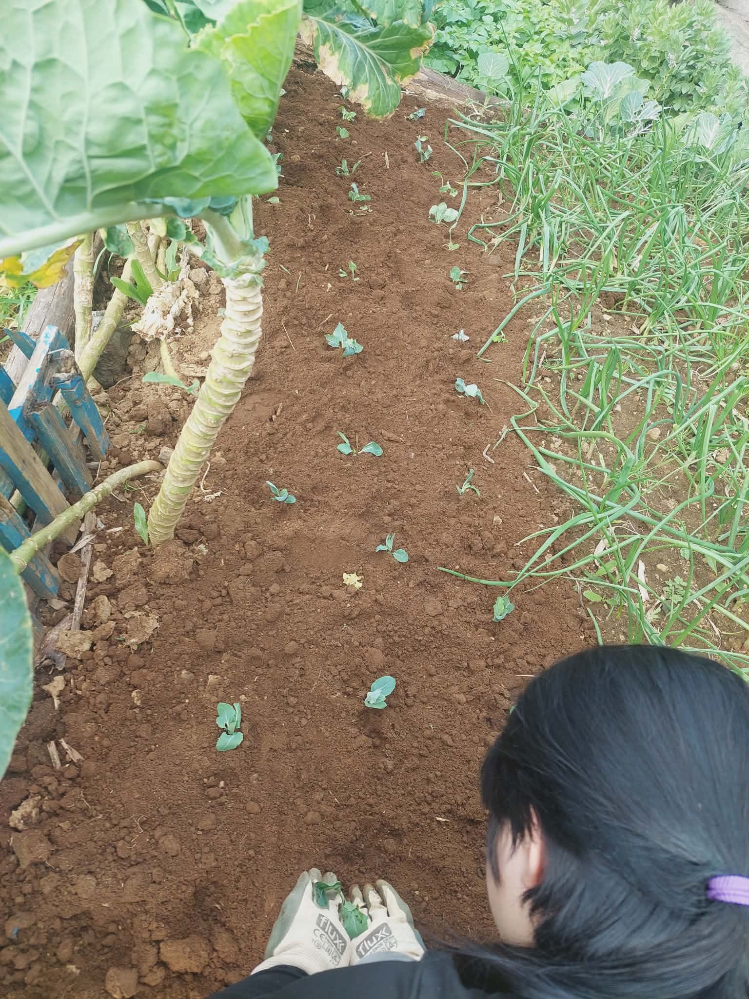 Plantar as couves na terra (fase após o plantio)