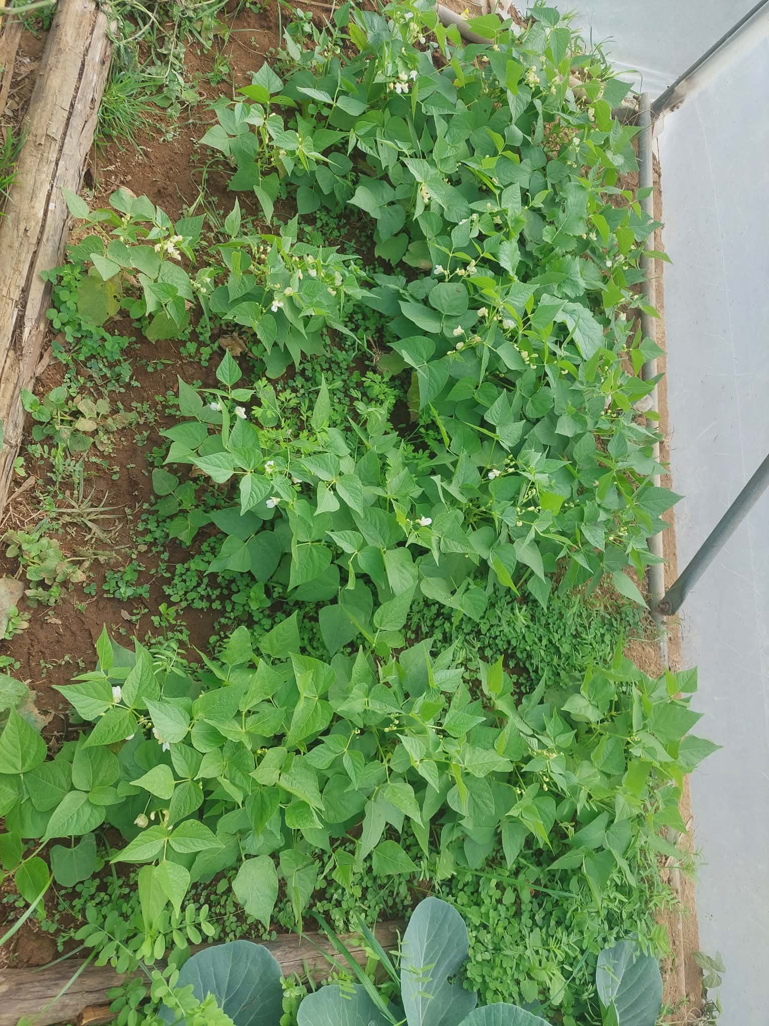 Feijão verde em estufa.