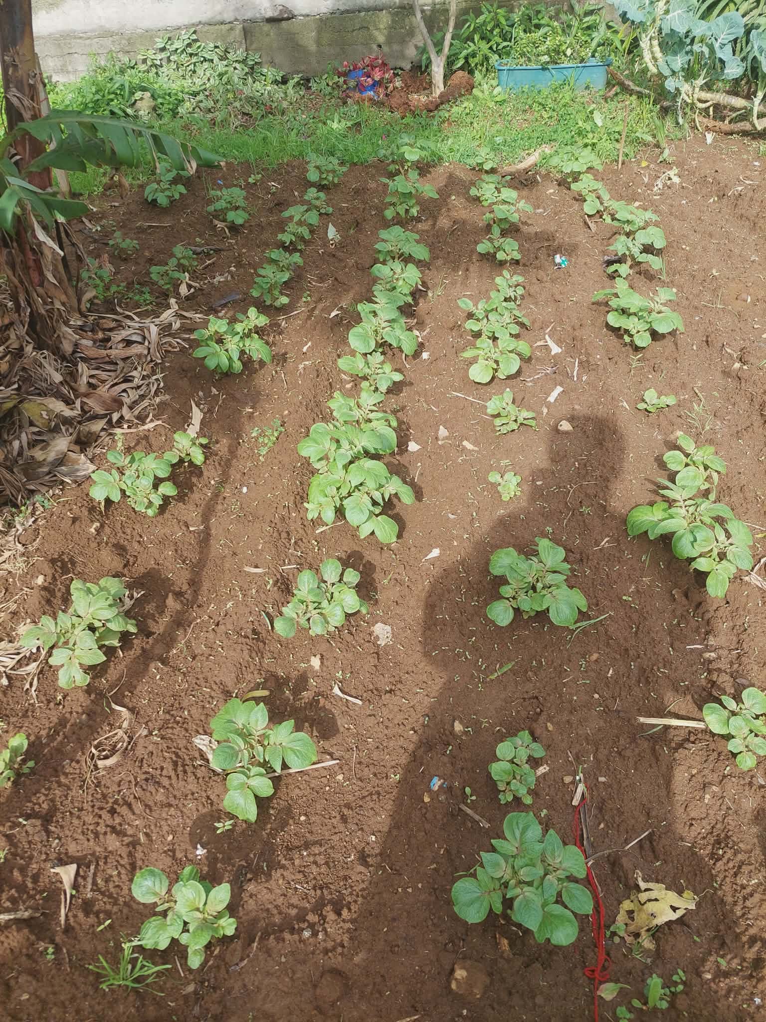 Batata doce. Resultado após o plantio.