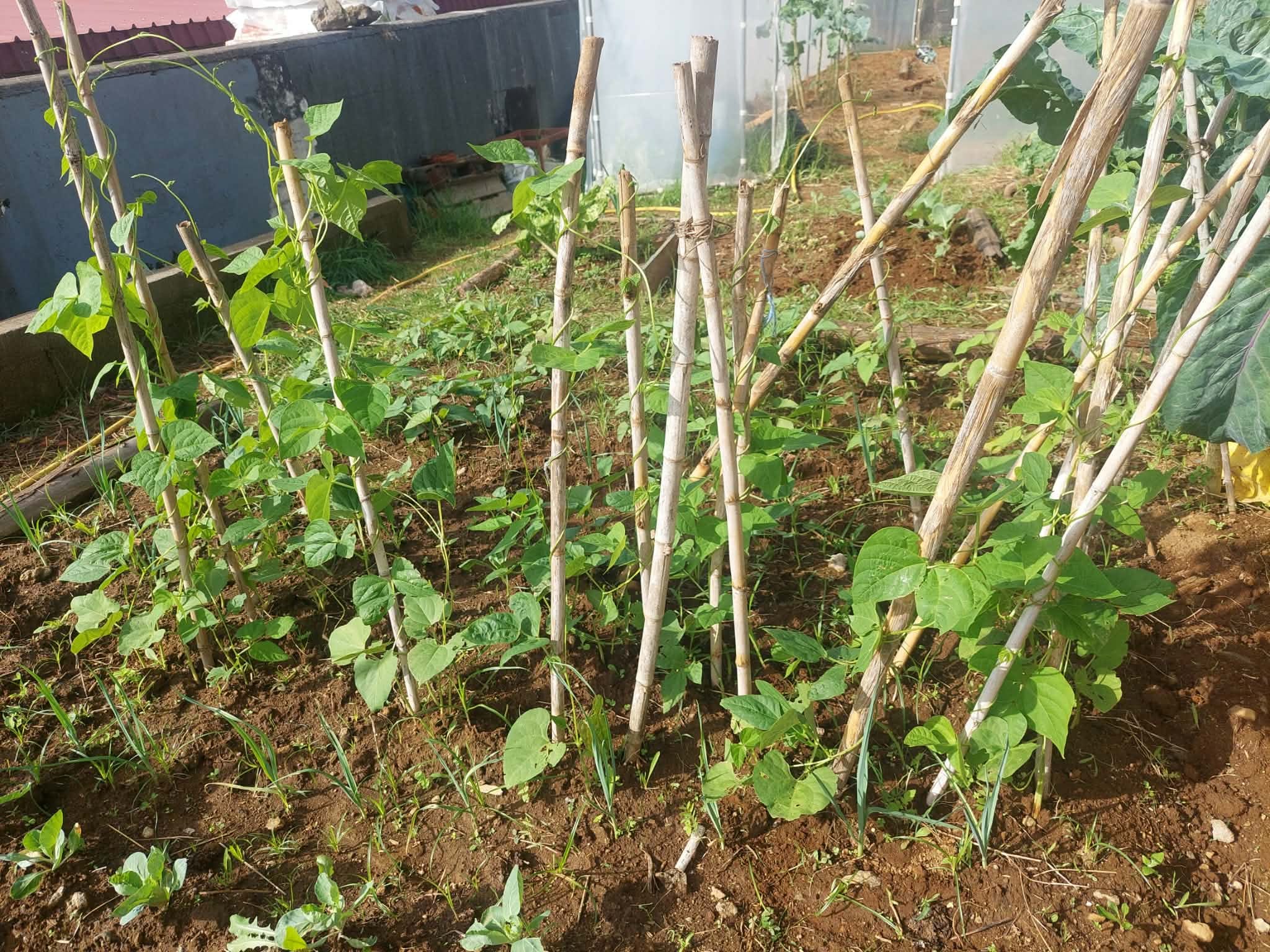 Feijão verde  no exterior (fase seguinte ao crescimento em estufa), com caniços a apoiar o crescimento.