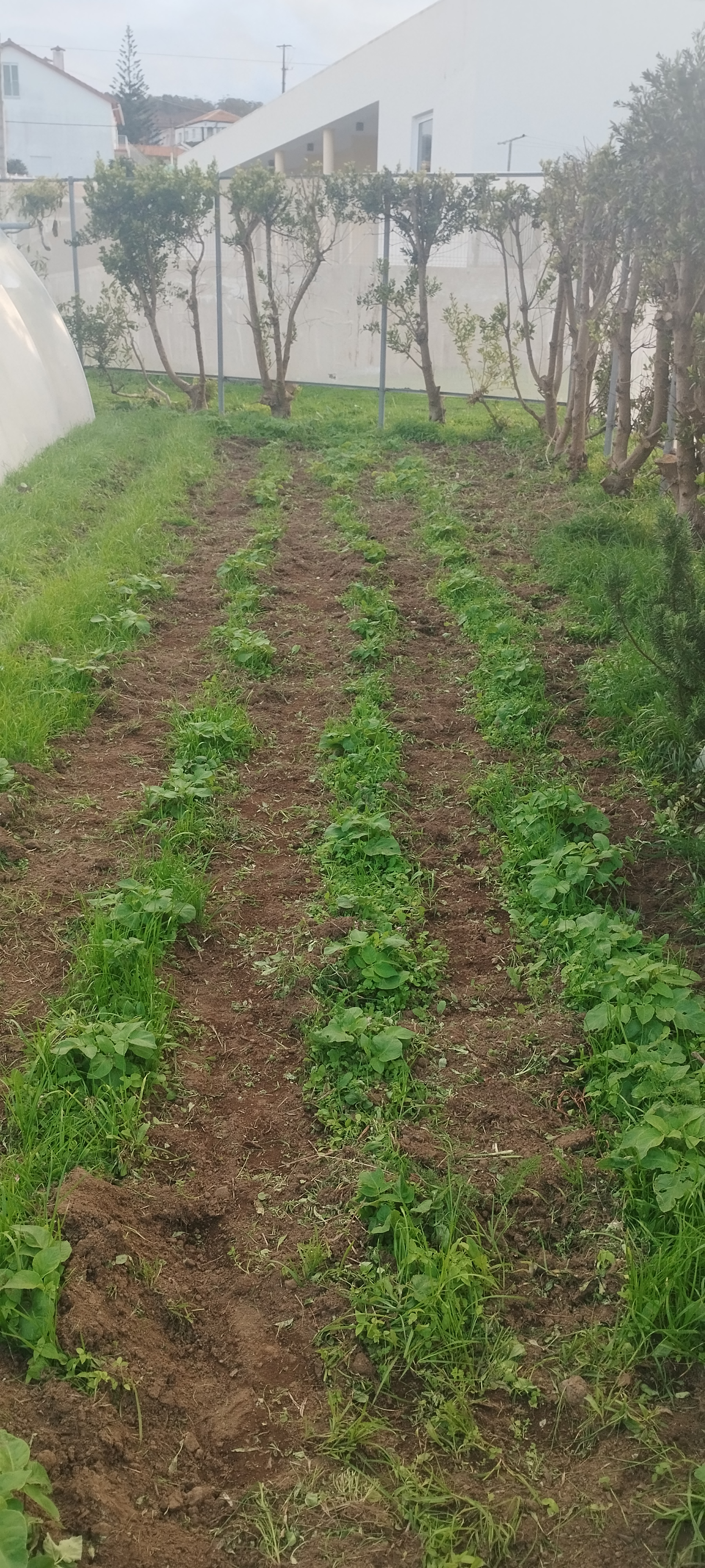 Batatas.