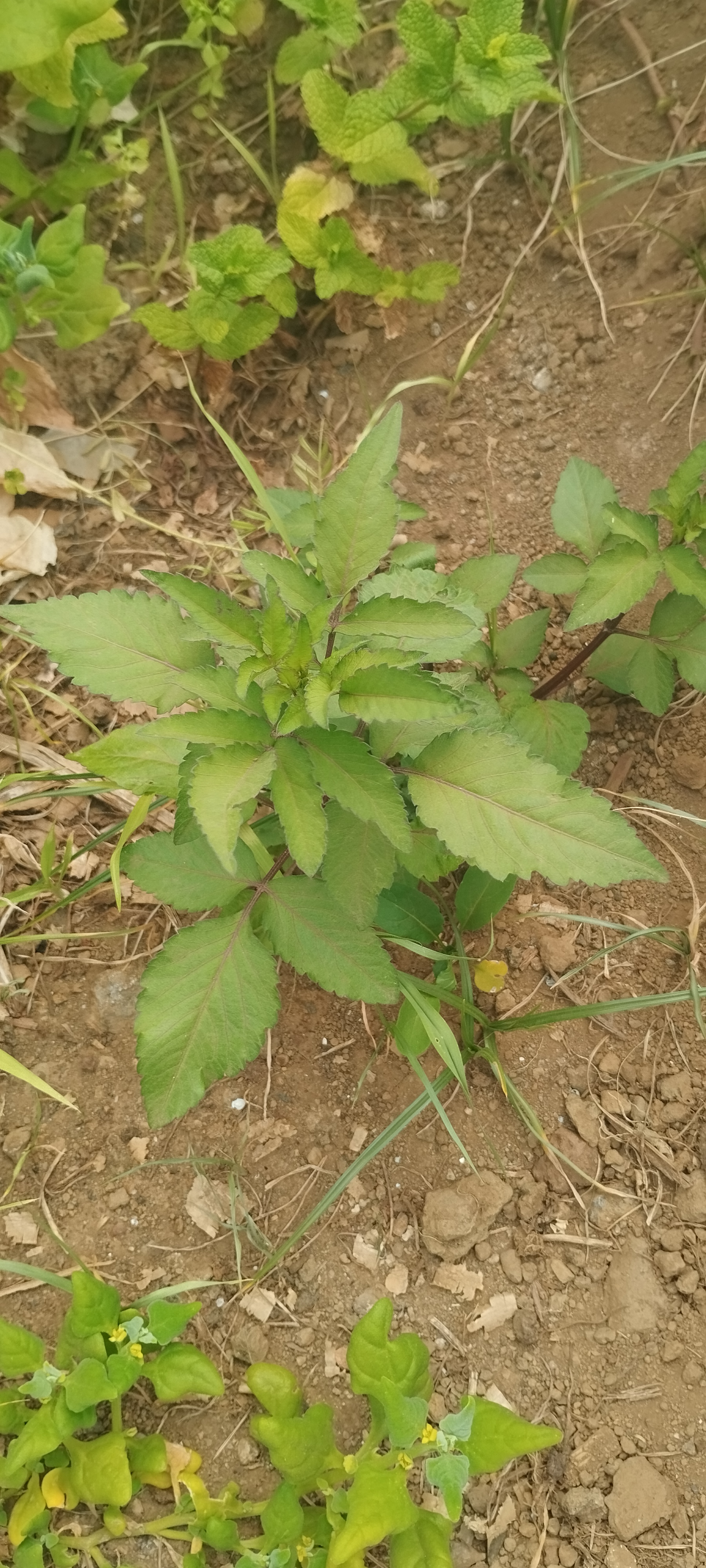 Erva carneira.