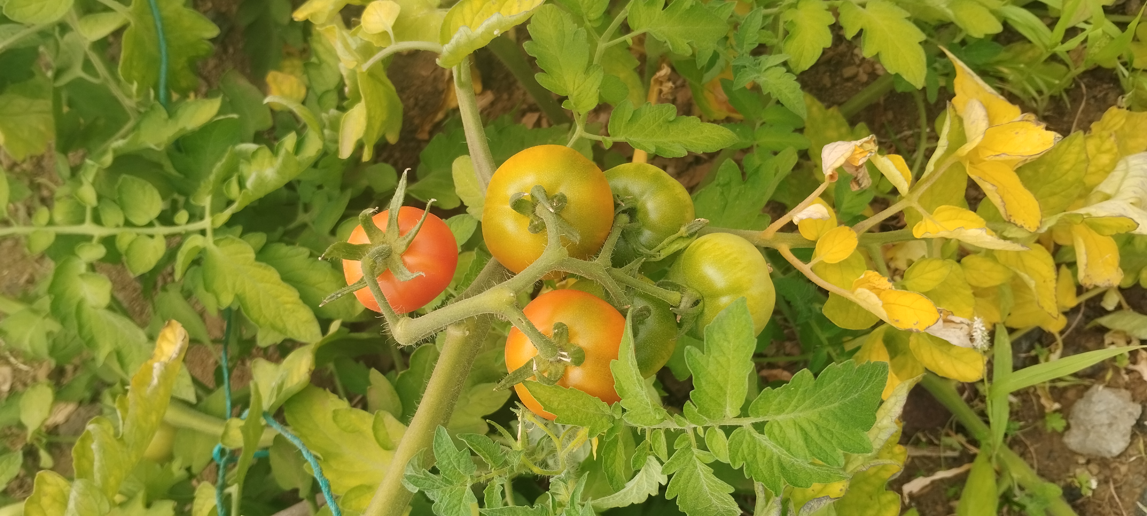 Tomateiro com tomates.