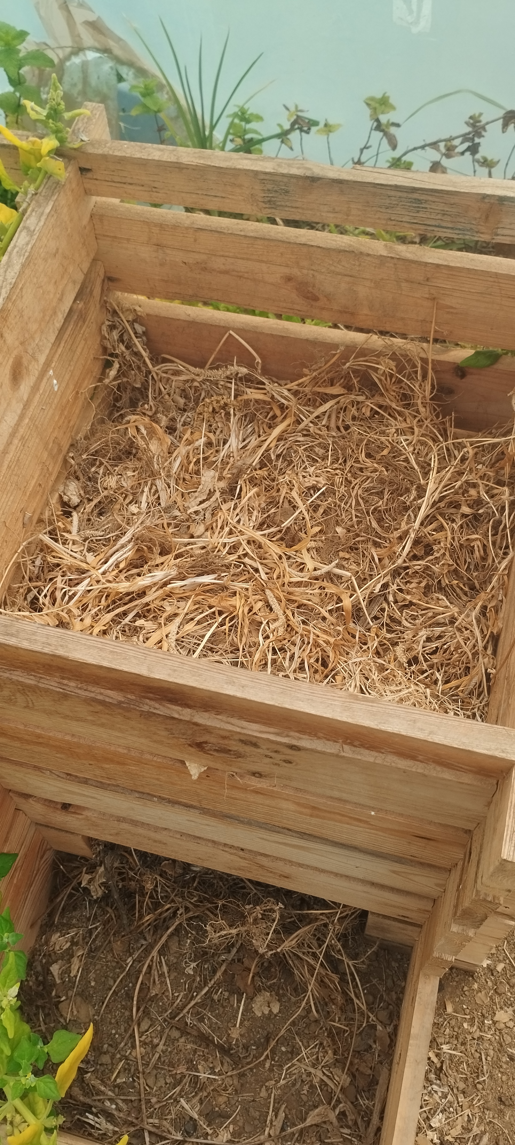 Compostor da estufa seco.