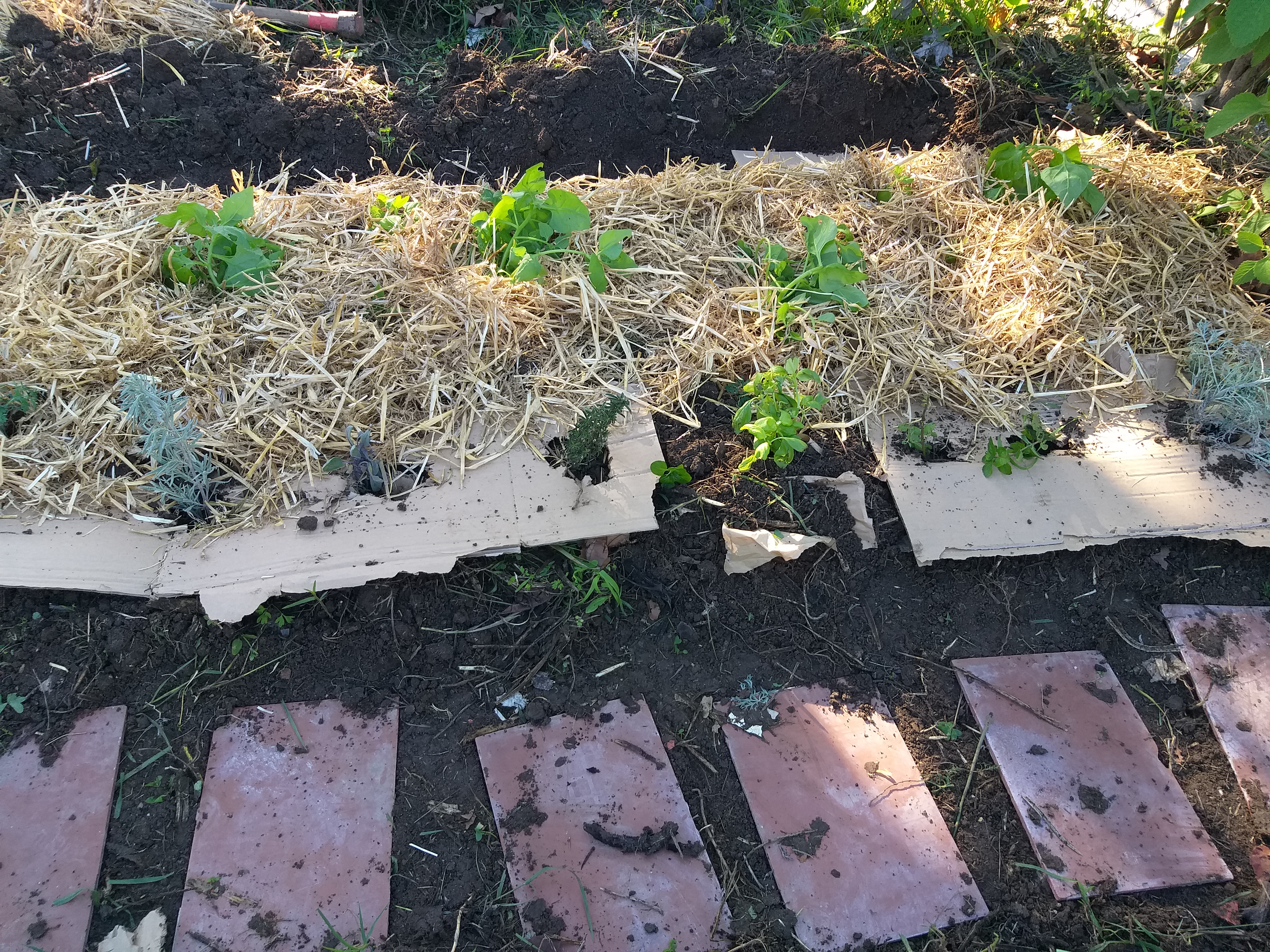 Plantação de alfaces e de aromáticas de estaca.