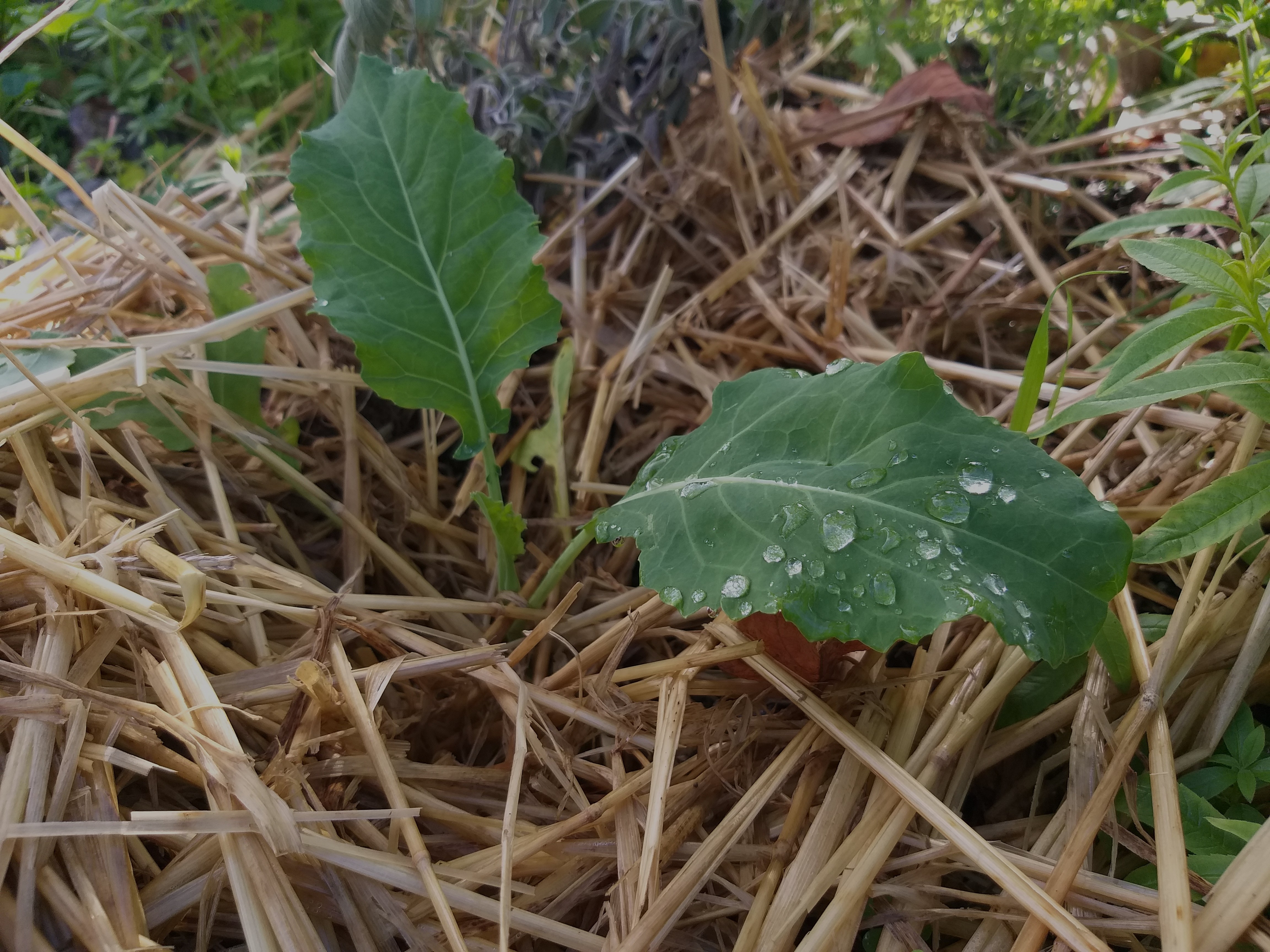 Plantação de couve galega.