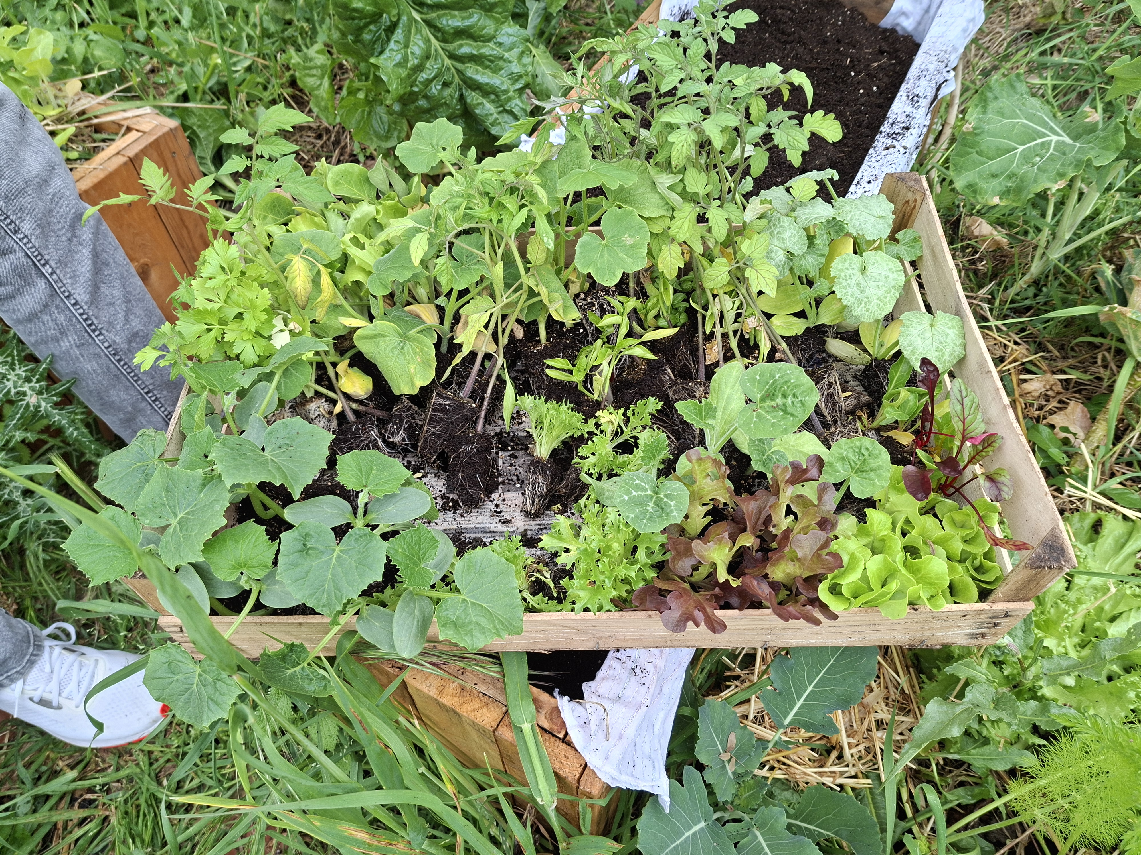 Chegaram as plantas e o terreno já estava preparado para a segunda fase de plantação. Alface, tomate, manjericão, courgette, abóbora, aipo,  pepino...