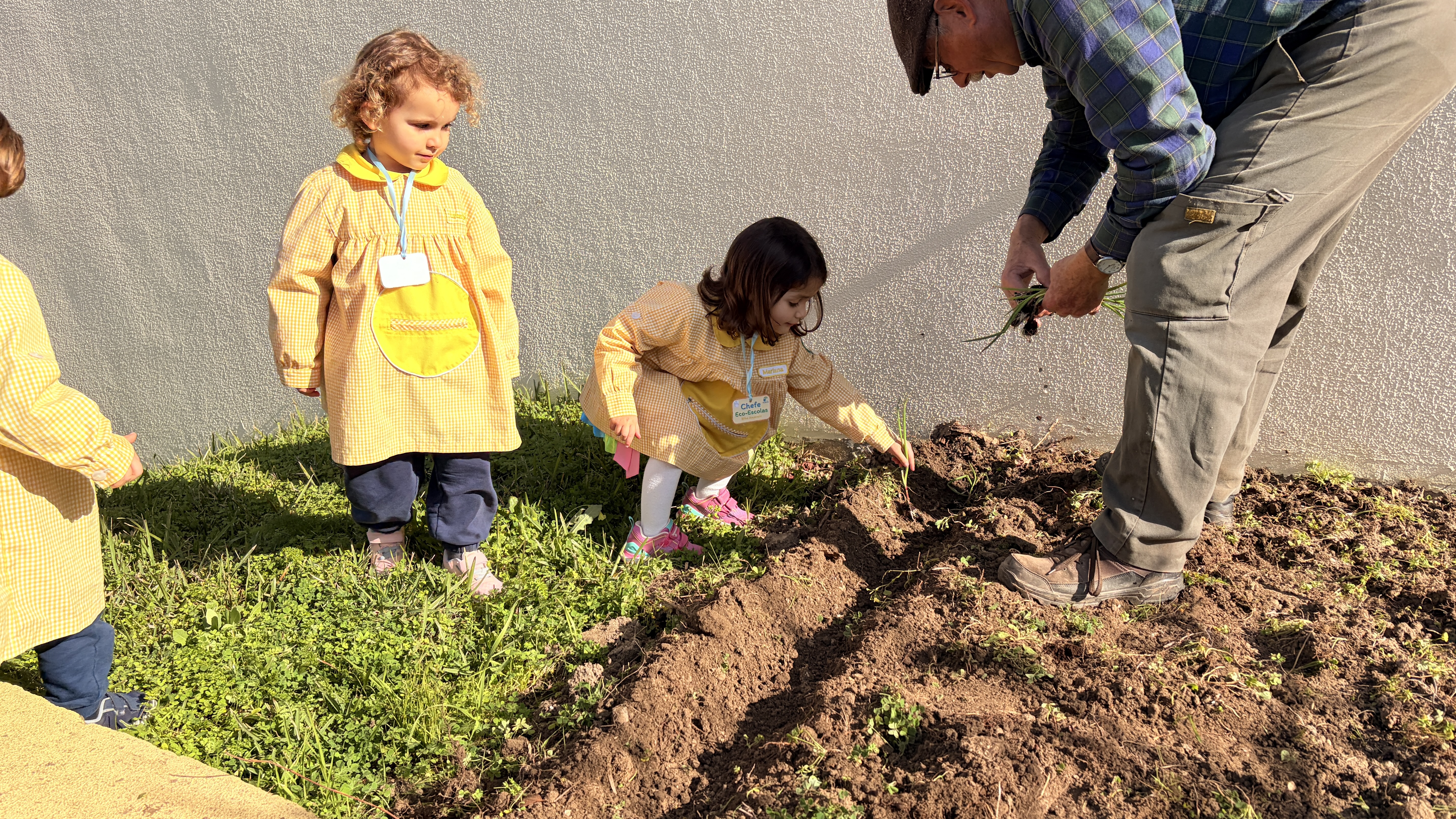 Vamos plantar cebolo.