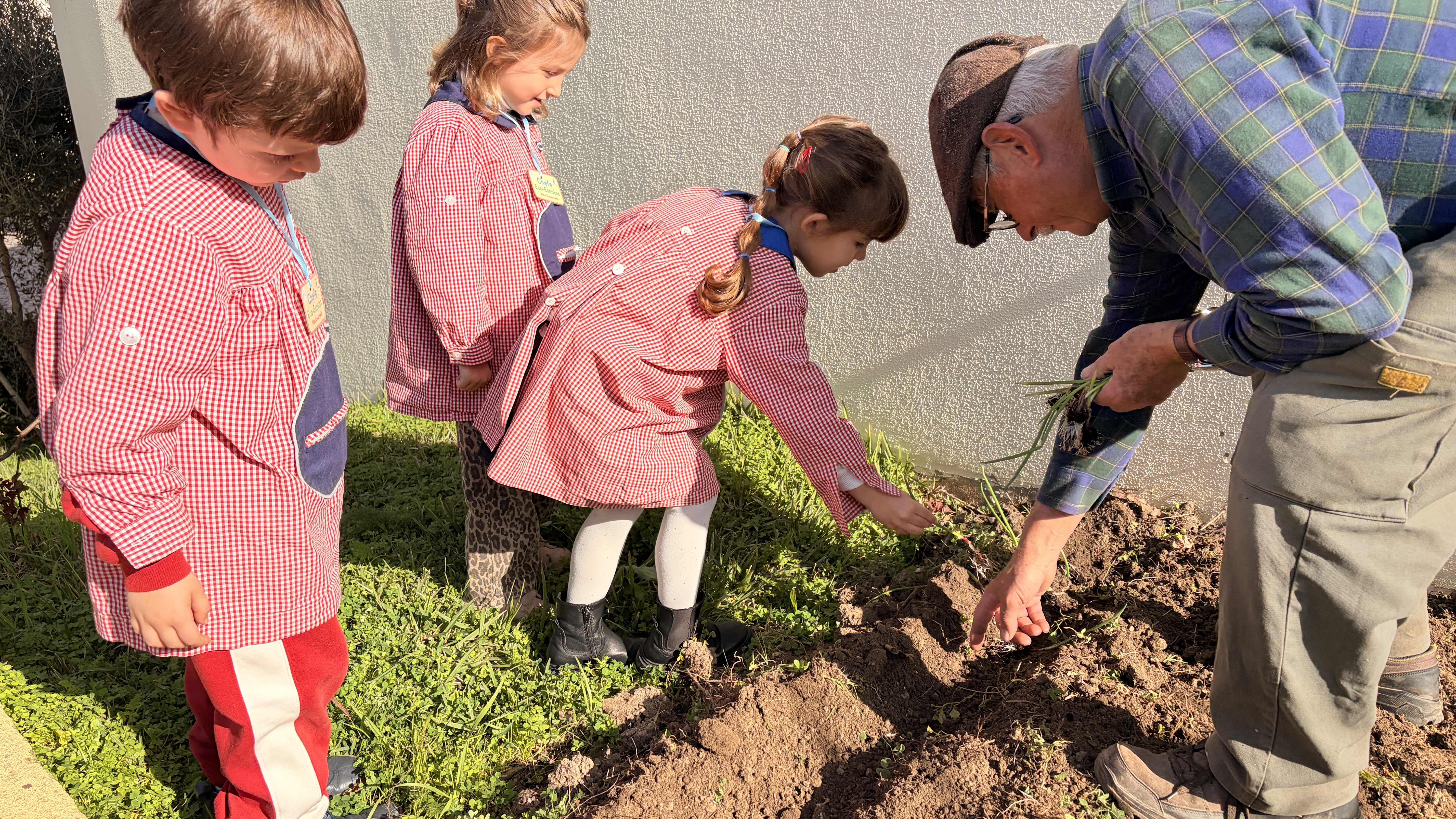 Vamos plantar cebolo.