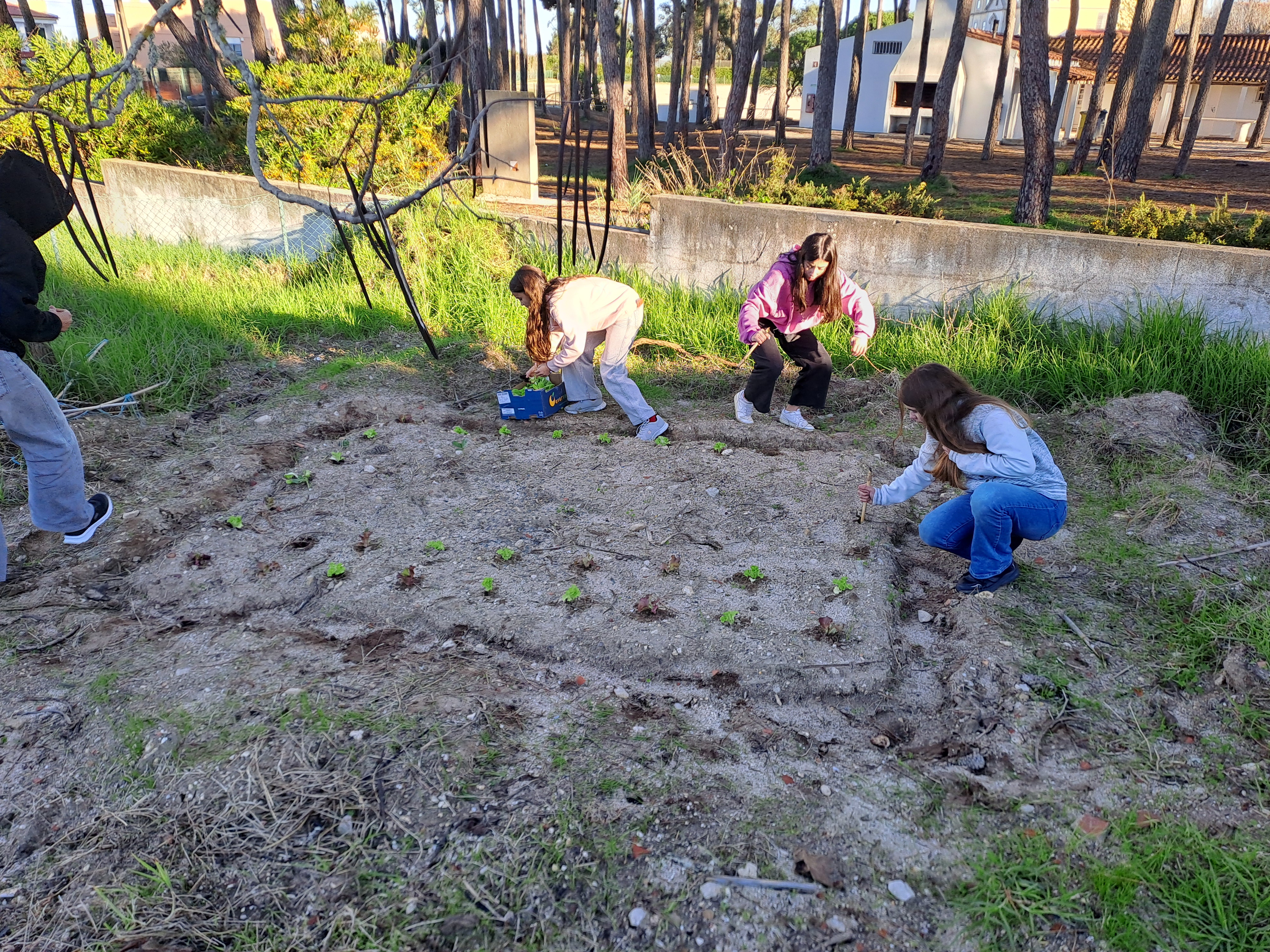 Plantação de alfaces, 80 exemplares de três variedades.