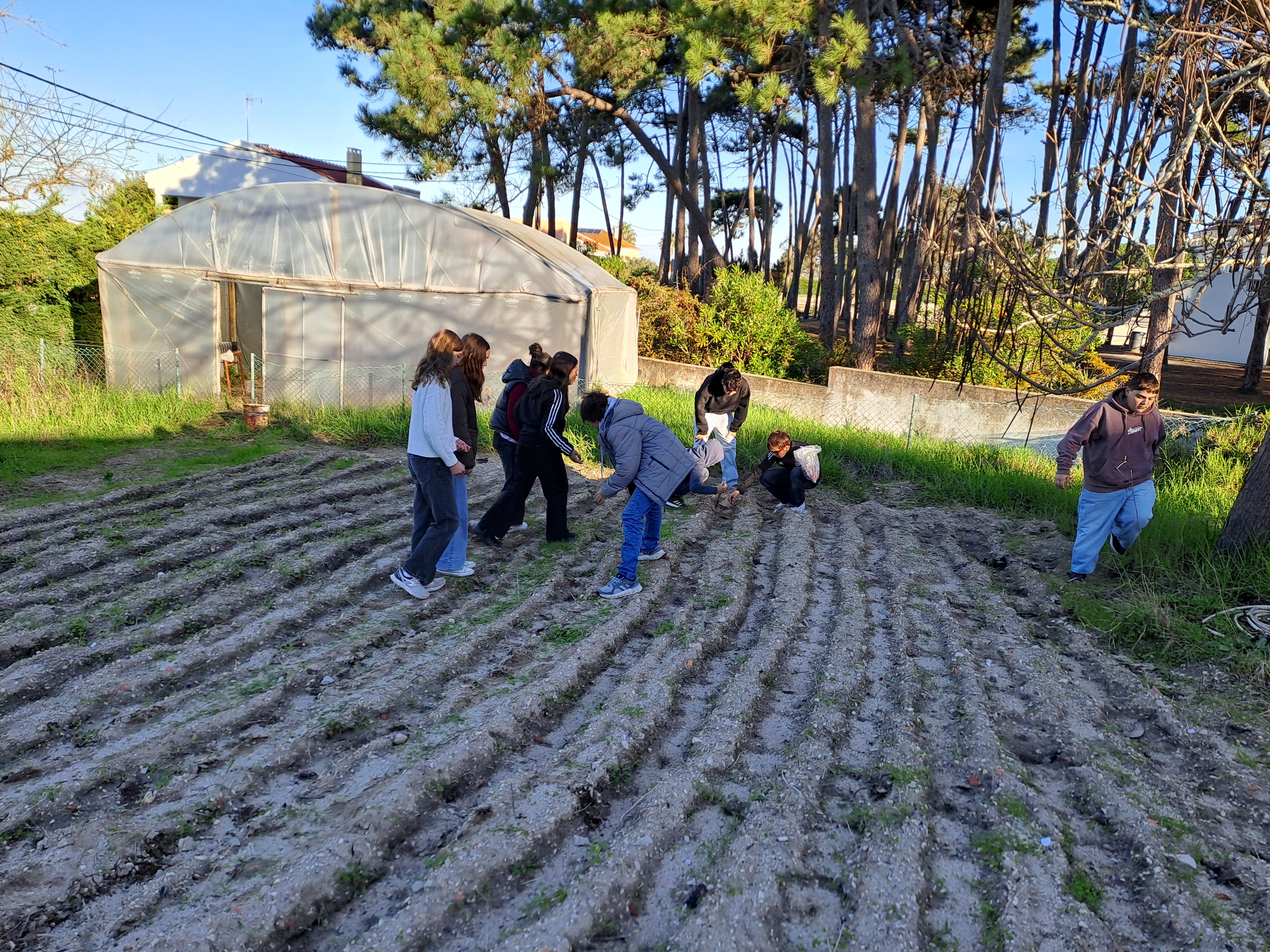 Plantação de favas, 1 kg.