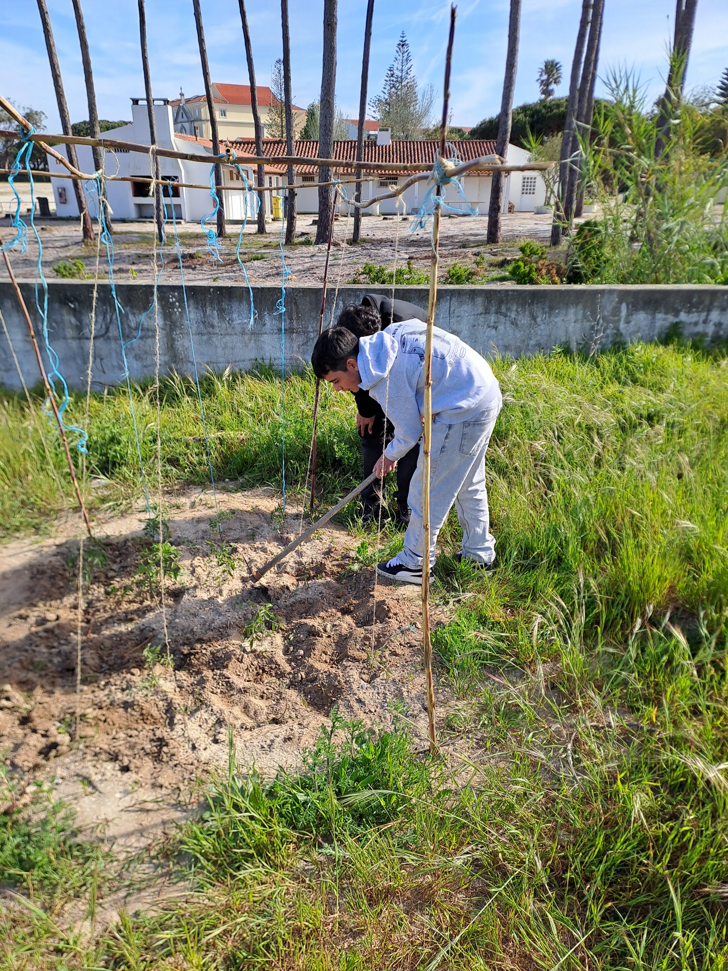 Trabalhos de manutenção e colheita de favas