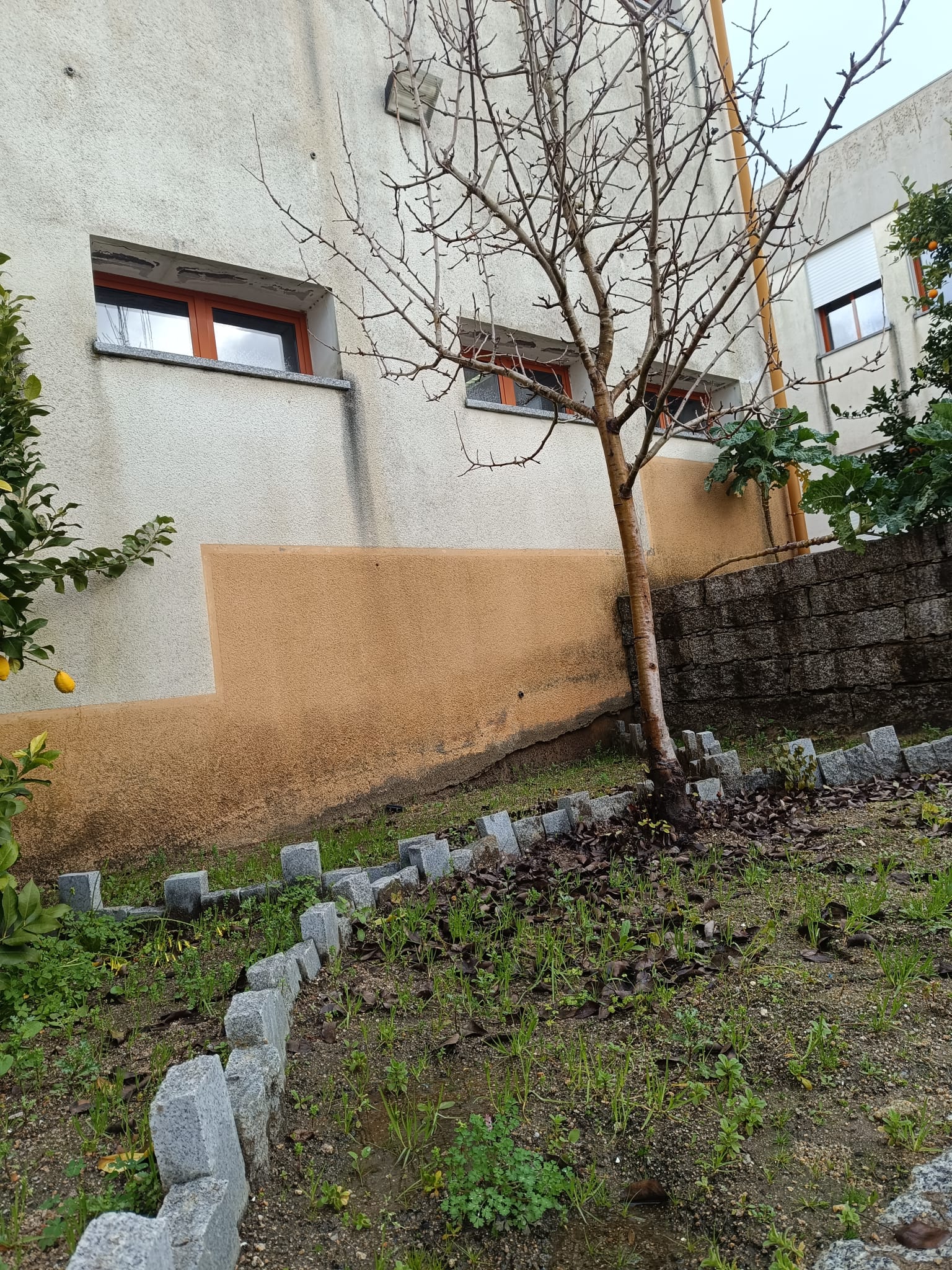 É visível parte da horta com uma árvore de fruto.