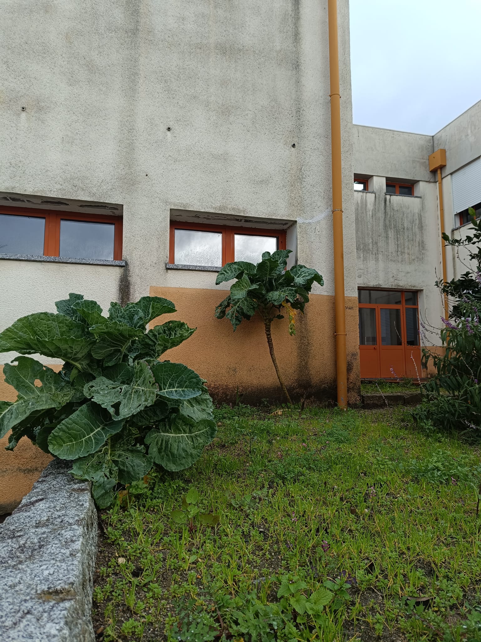 É visível parte da horta com couves.