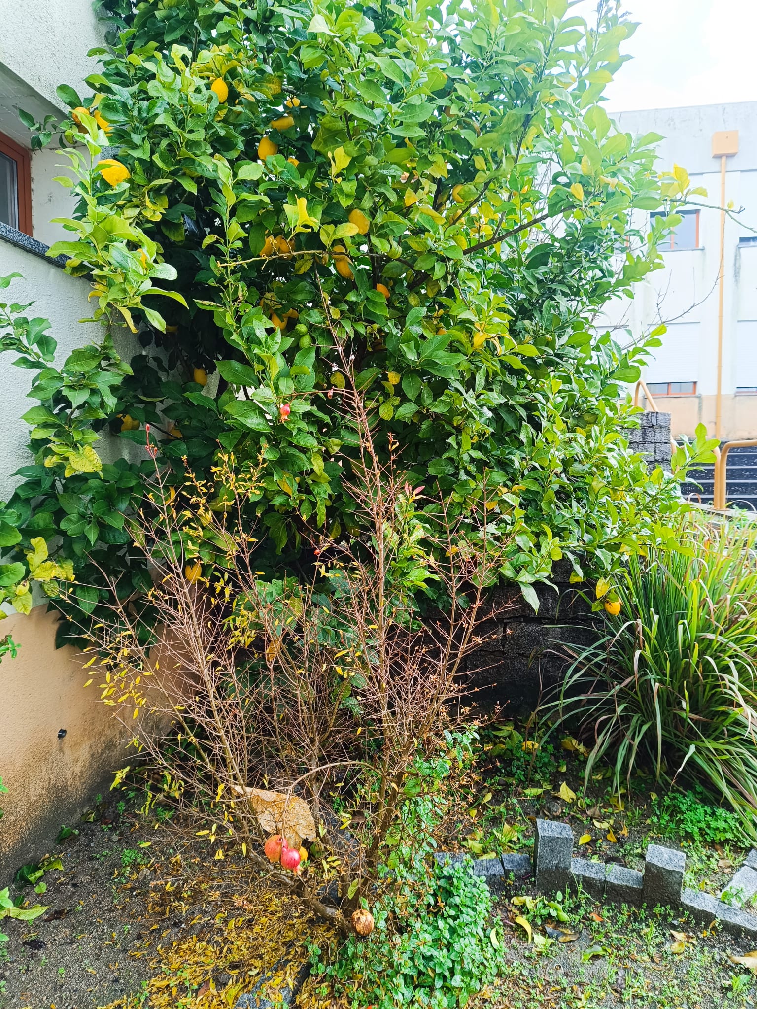 É visível parte da horta com o limoeiro..