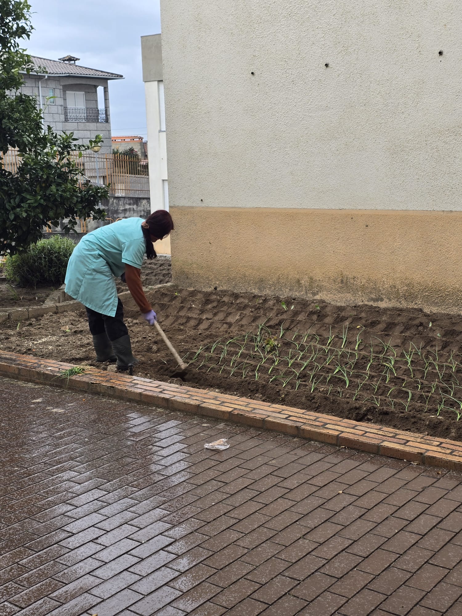 Plantação de cebolo pelas funcionárias da escola