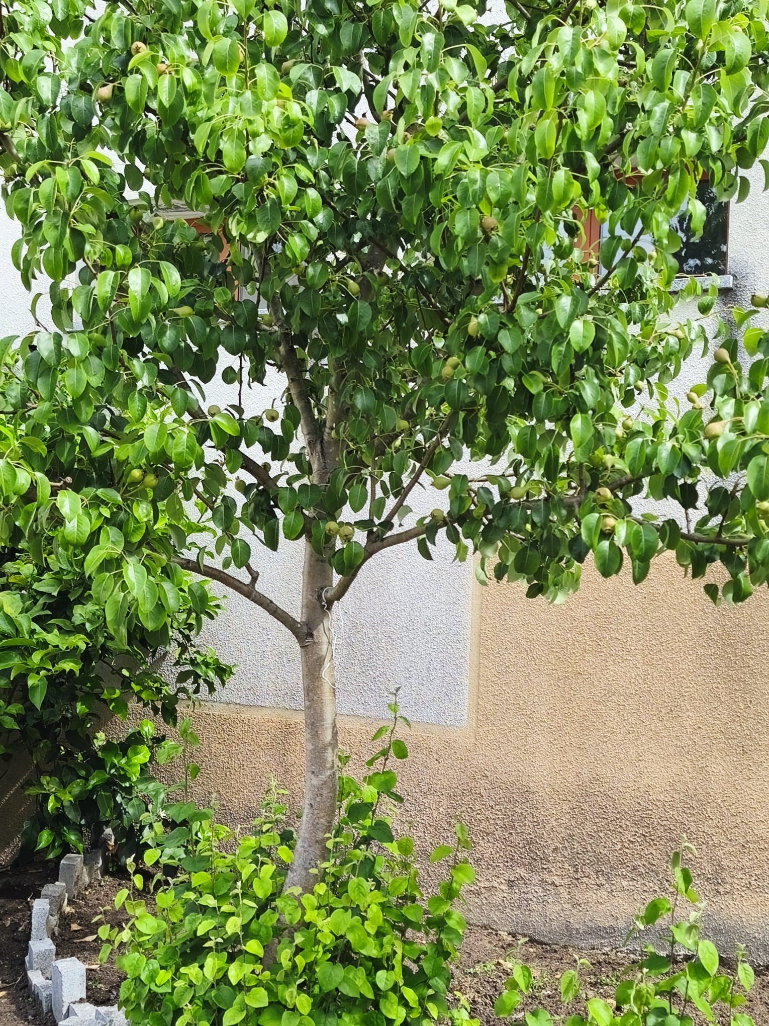 Pereira com frutos em desenvolvimento
