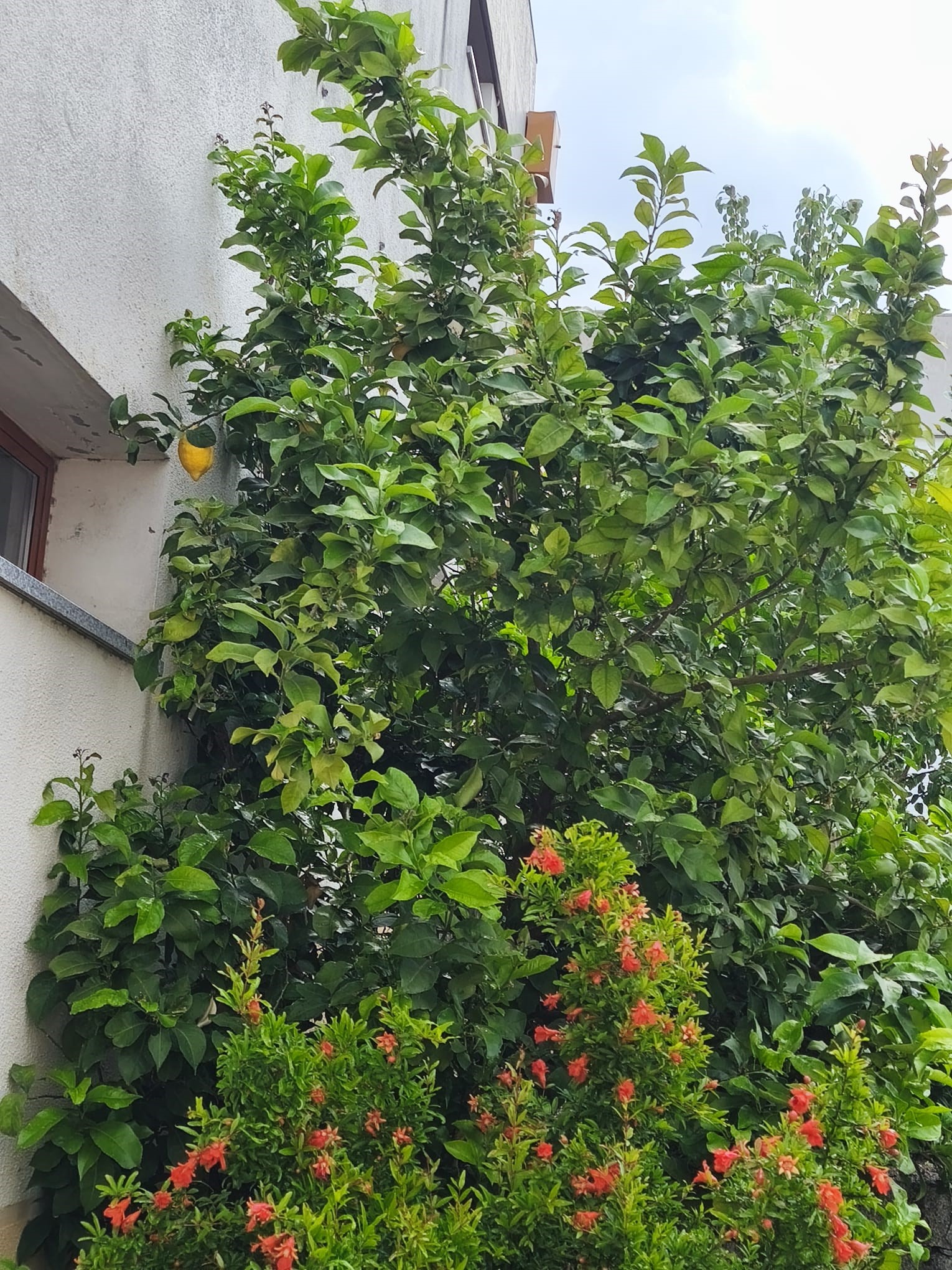 Romazeira e limoeiro com frutos em desenvolvimento