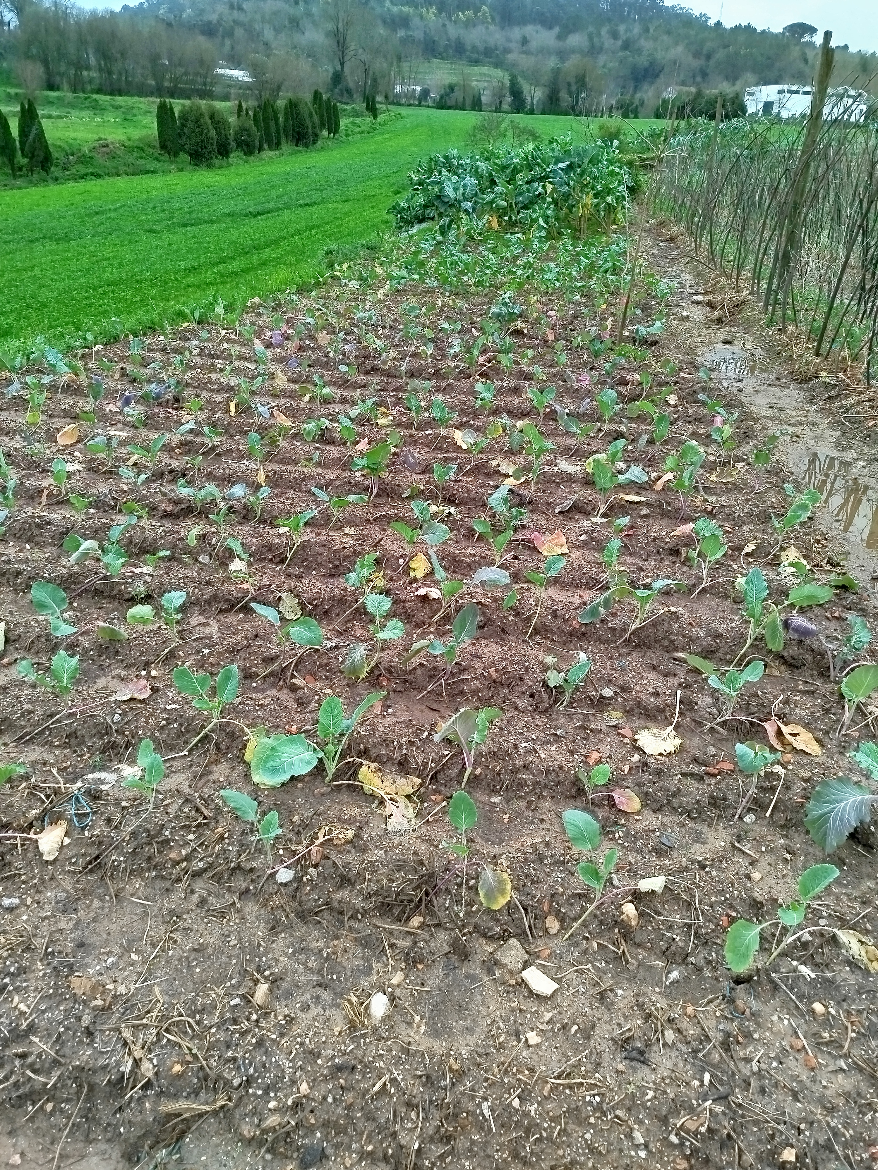 3 - Couves em Crescimento - Procedeu-se à plantação manual das brássicas que já estão em desenvolvimento.
