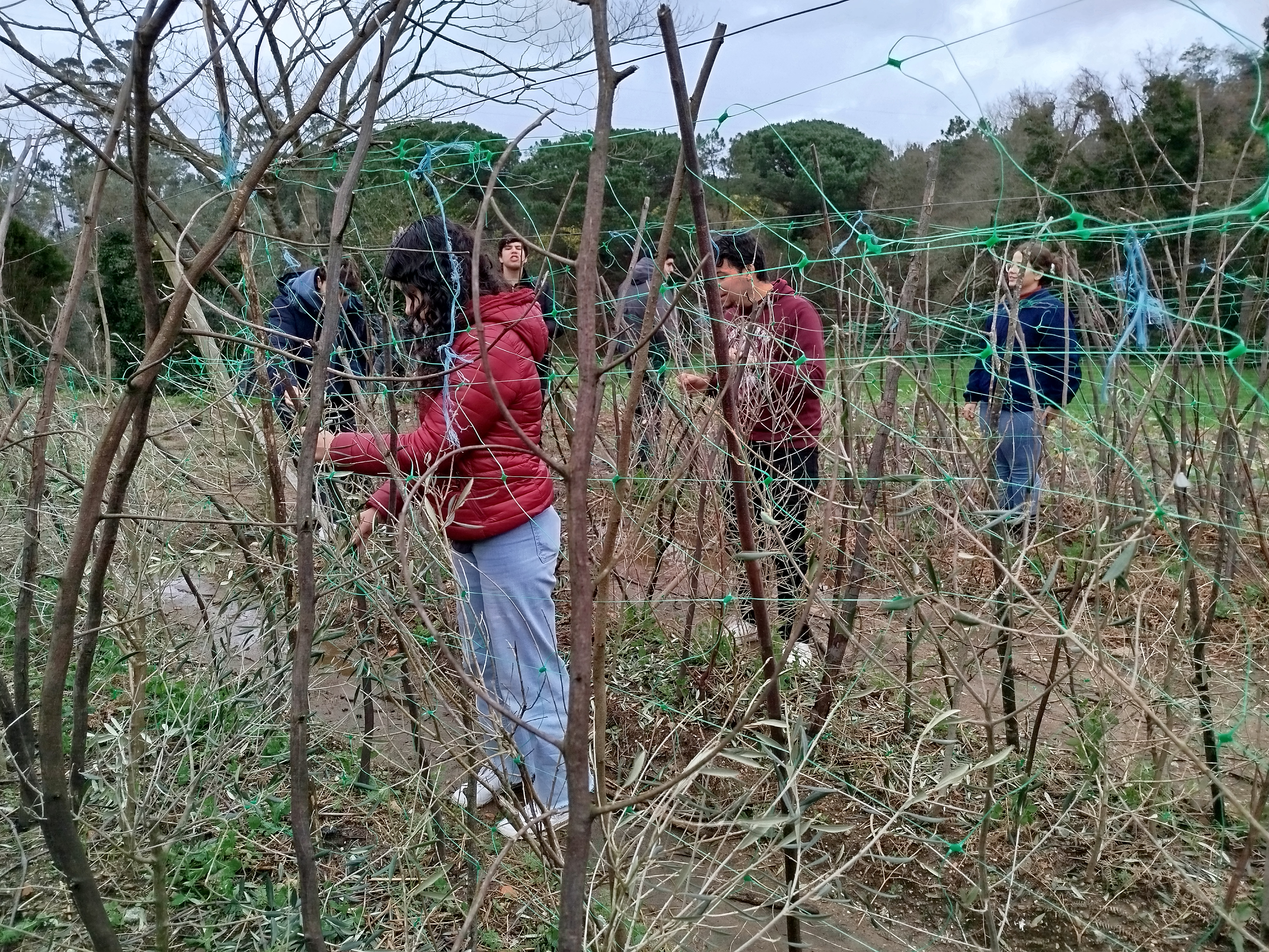 5 - Tutores em Ervilhas - Foram aproveitados pequenos ramos de árvores e colocados pelos alunos, para tutores das ervilhas. Esta atividade é necessária para suportar a parte aérea das plantas trepadeiras, tal como a ervilha (Pisum sativum).