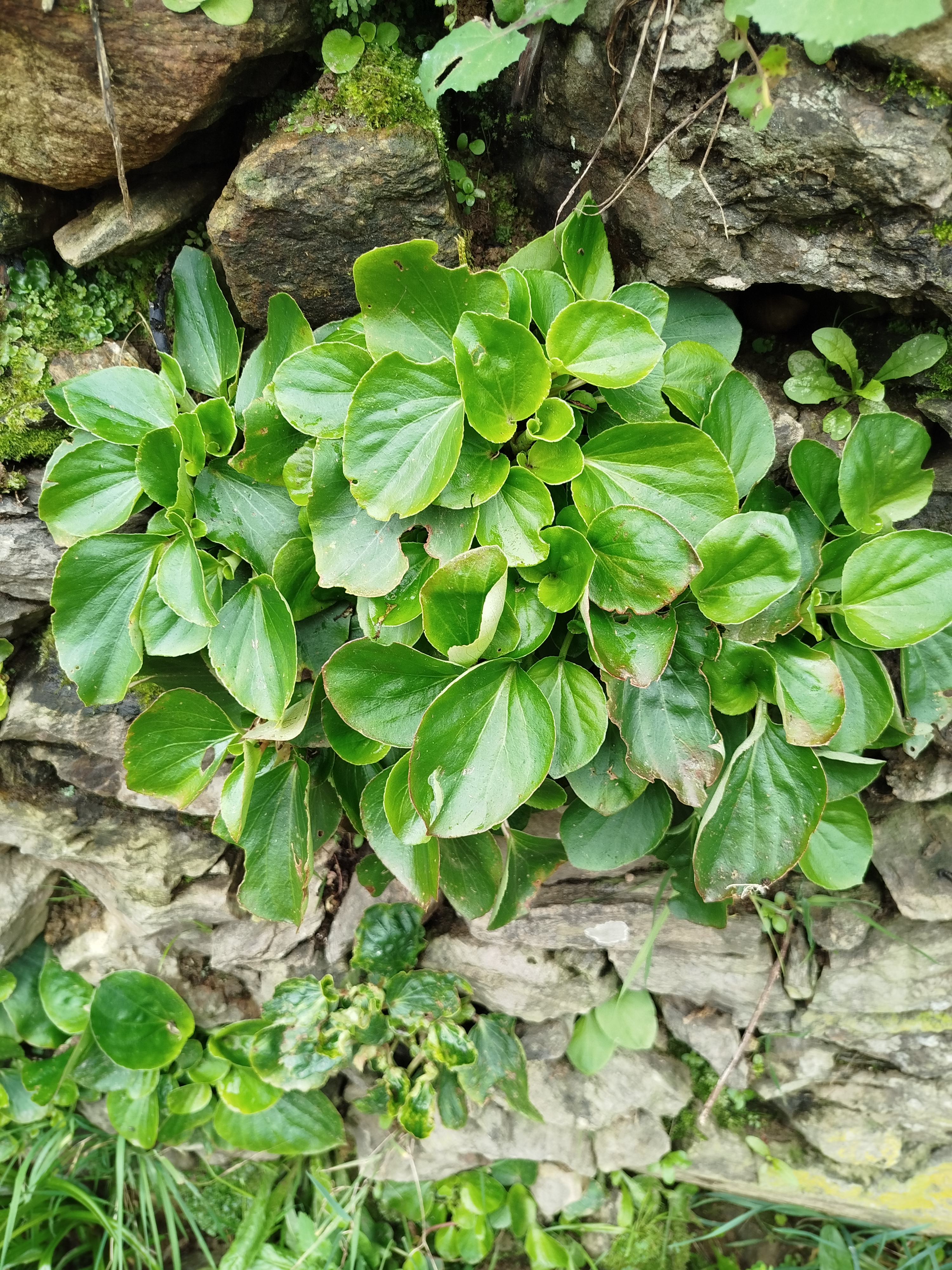 6 - Muro com vida - Promoção e proteção da biodiversidade.