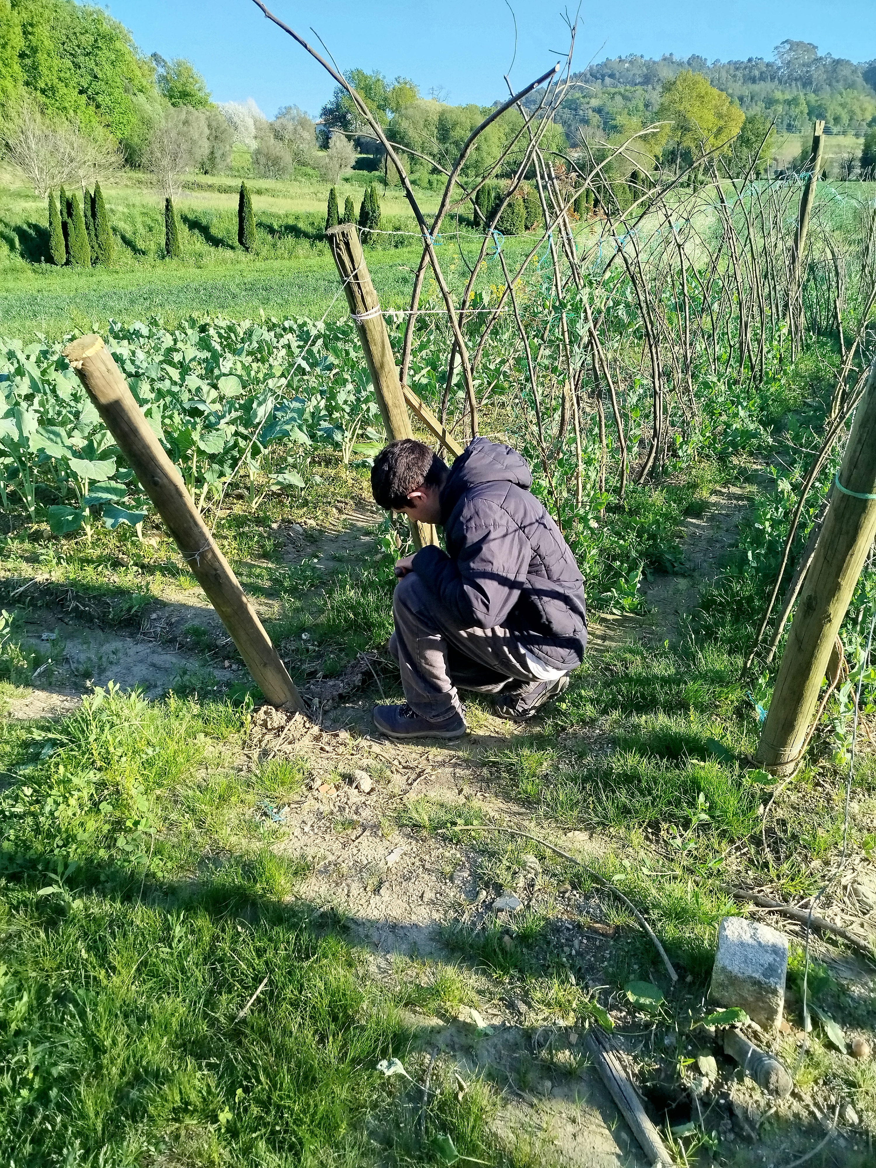 Abertura de covas para plantação de Tagetes e Statice.