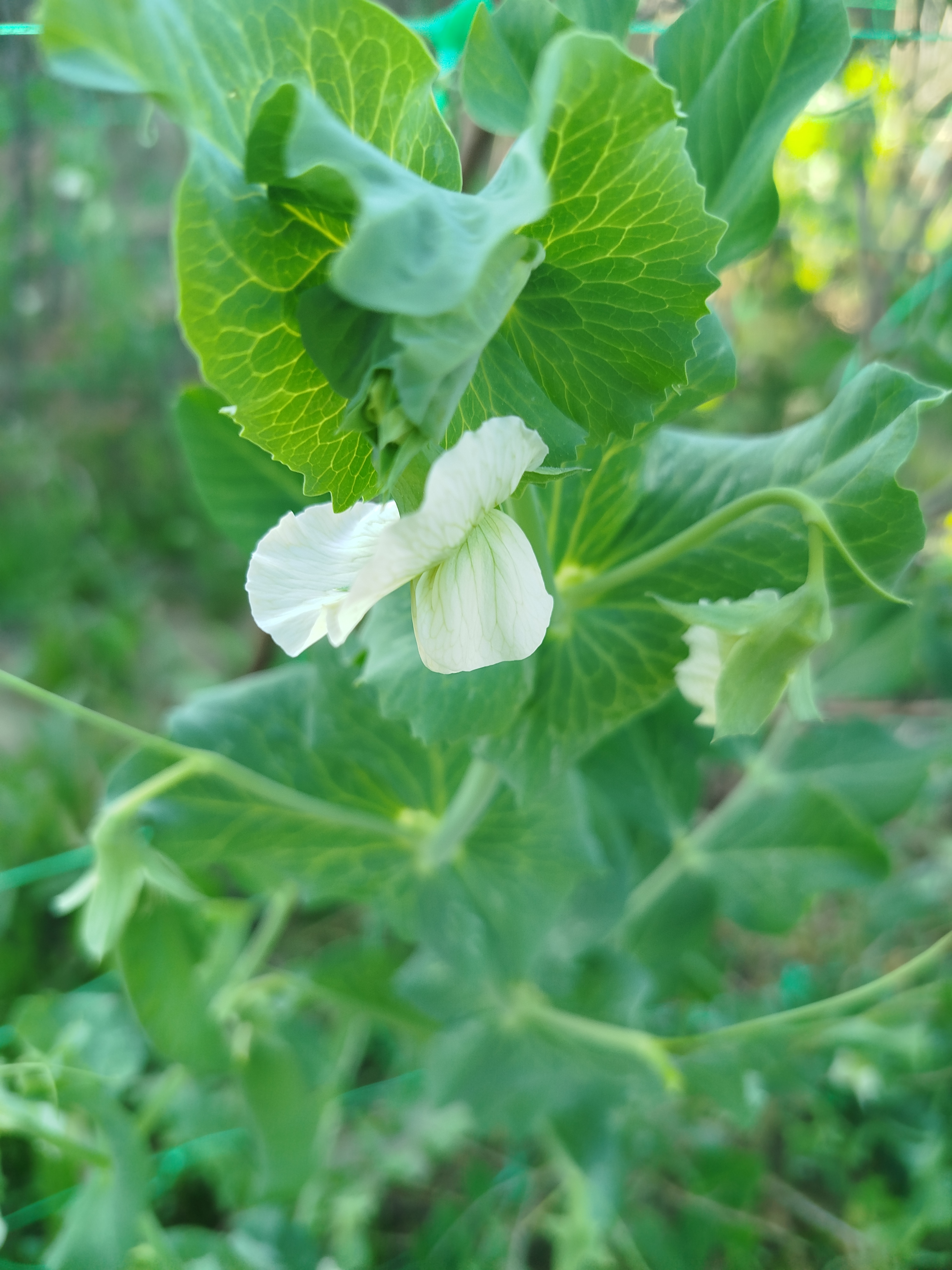 Beleza na Horta - As ervilhas em floração.