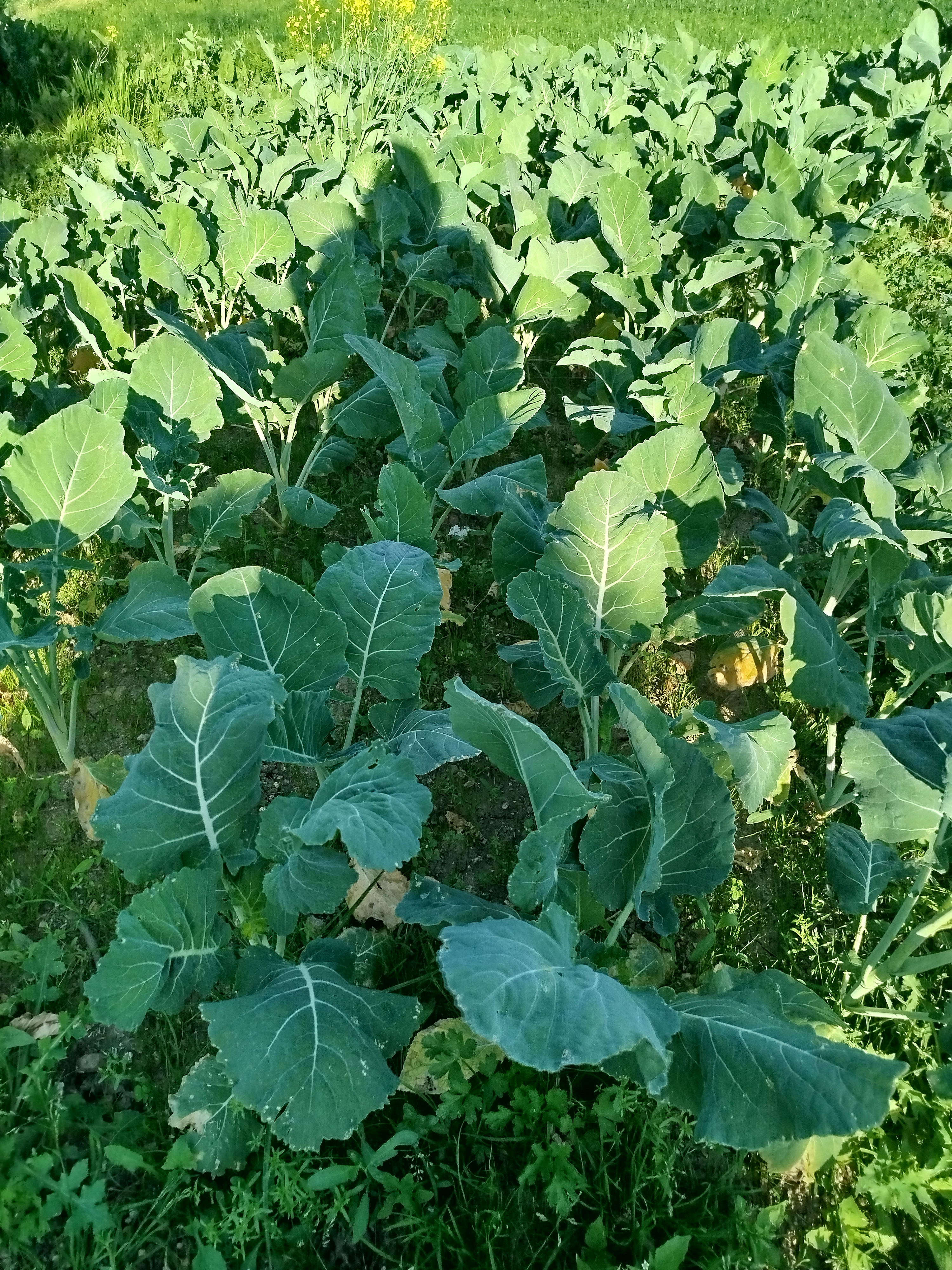 Couves EPPL - A evolução das brássicas.