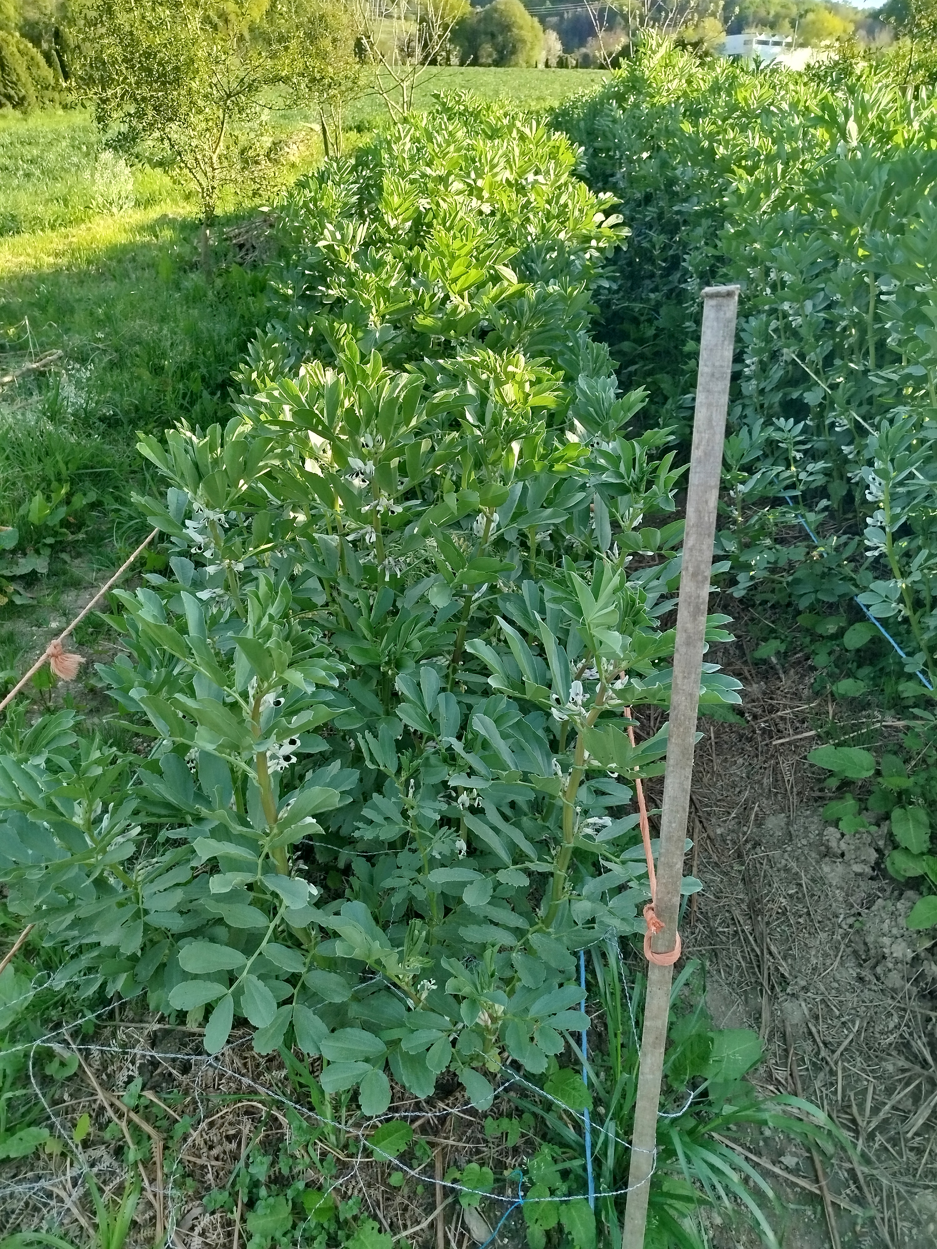 Favas EPPL - Favas em floração na Horta.