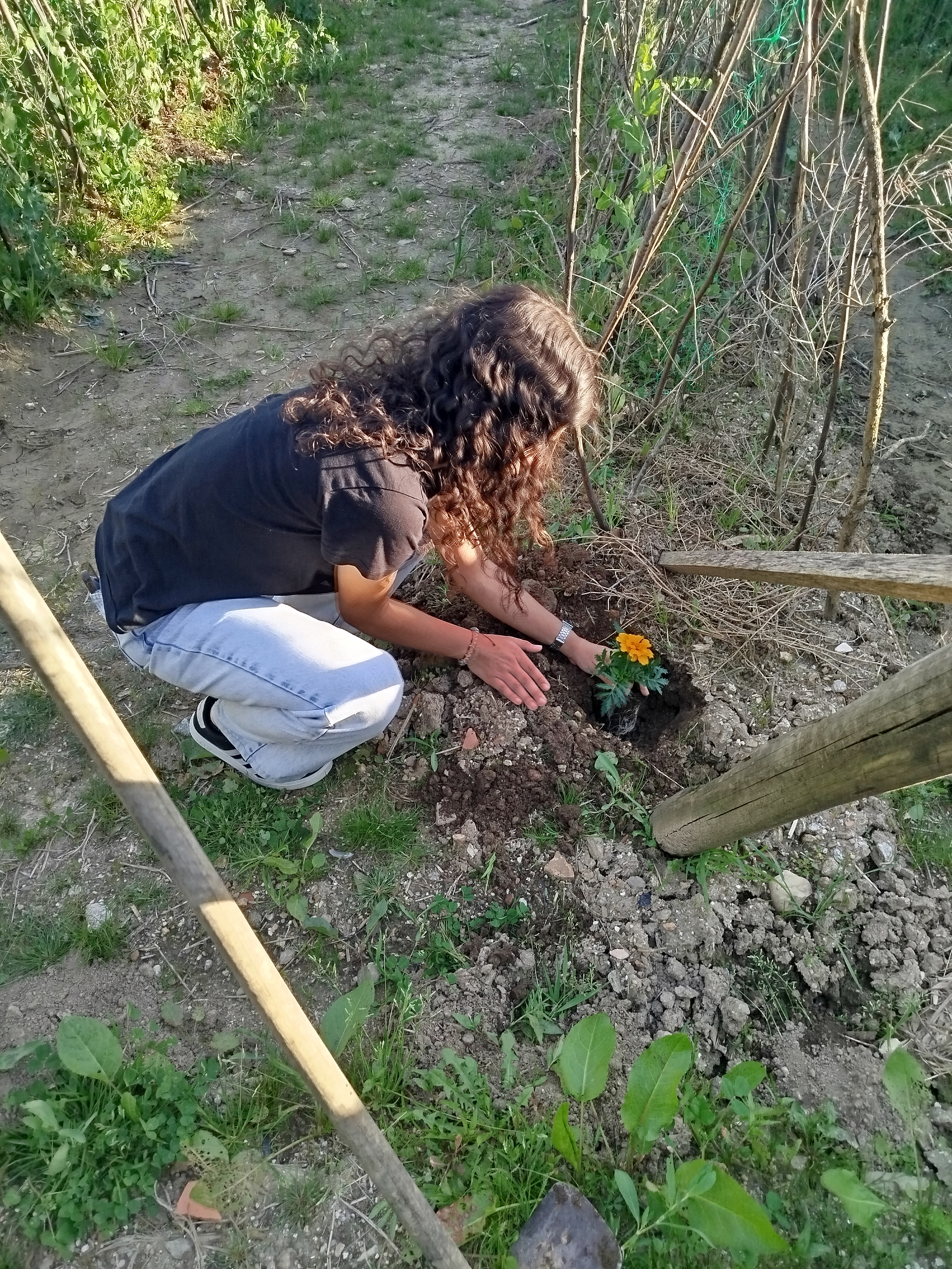 Plantação colorida - Plantar para colorir.