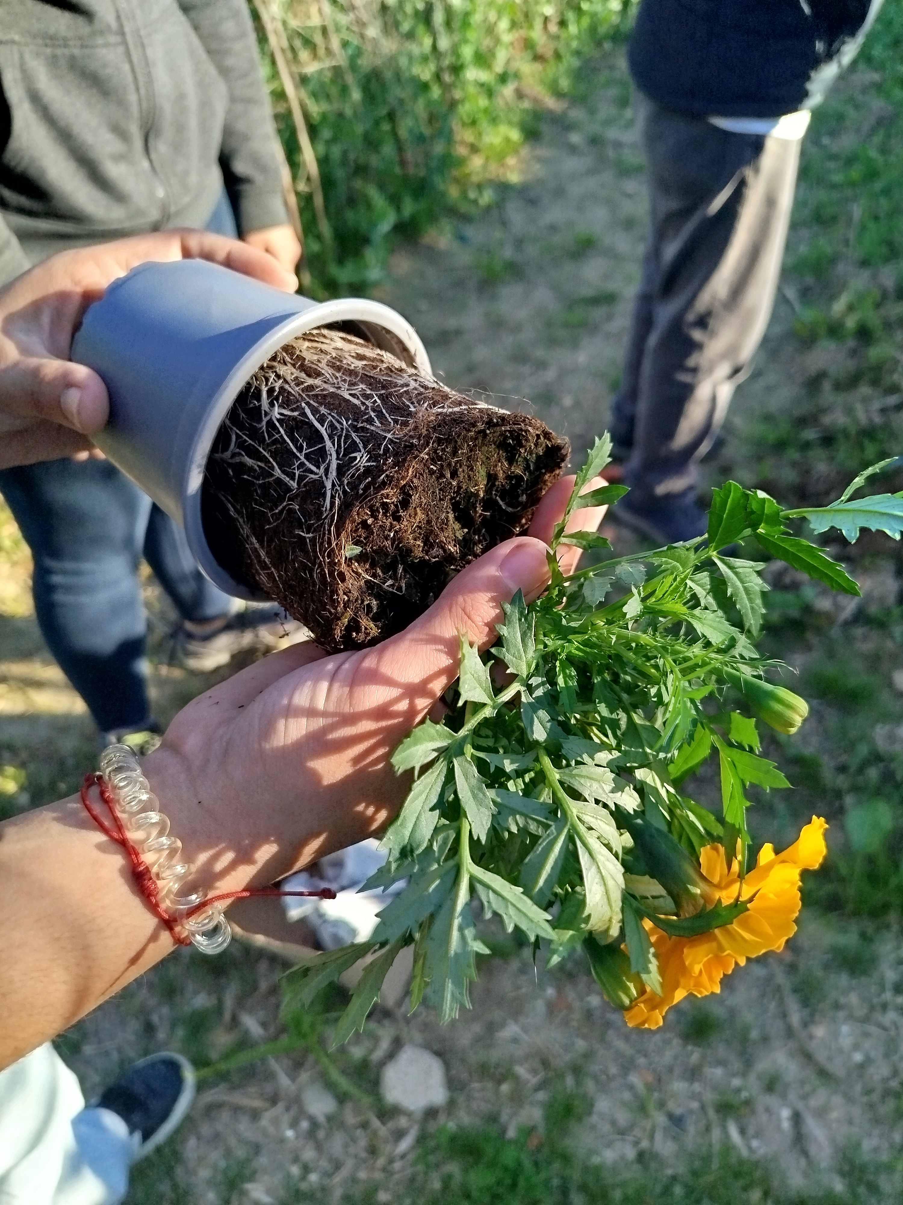 Preparação Tagete -  Retirar a planta do vaso para plantar.