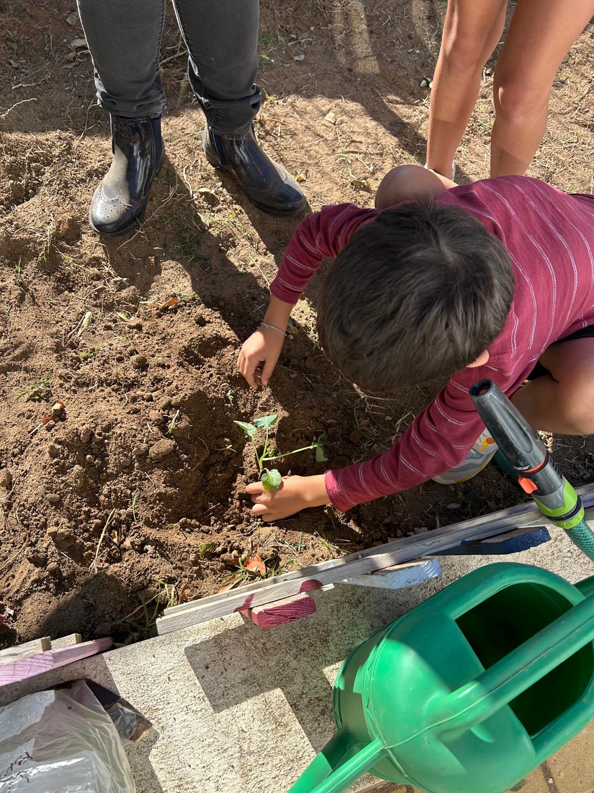 Plantamos as belas das couves