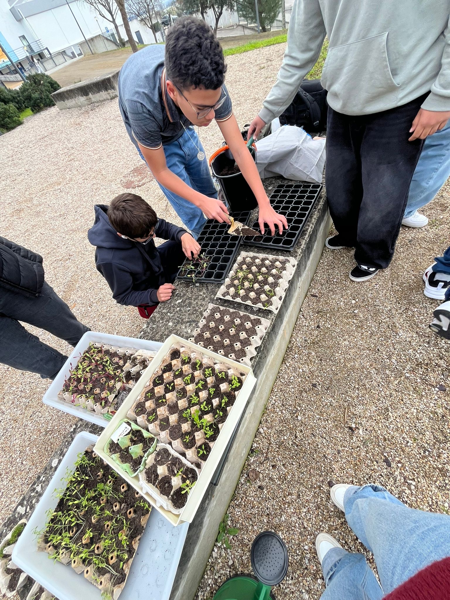 Novas sementeiras de grão de bico e beterraba.