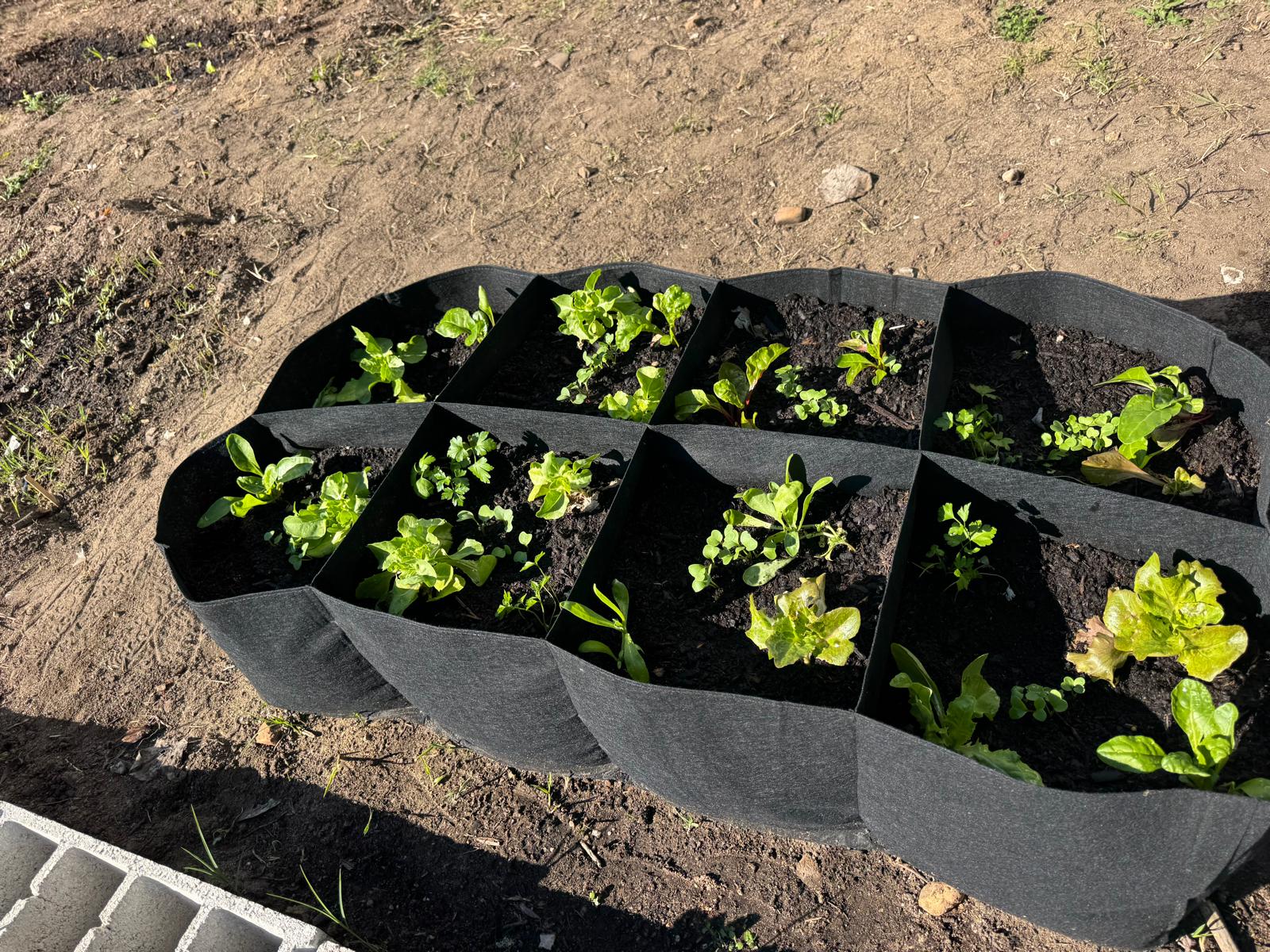 Aspeto geral dos: cubos (contendo tomateiros, alfaces, acelgas, calêndulas, tomilho e salsa) e dos blocos (contendo morangueiros e malaguetas).